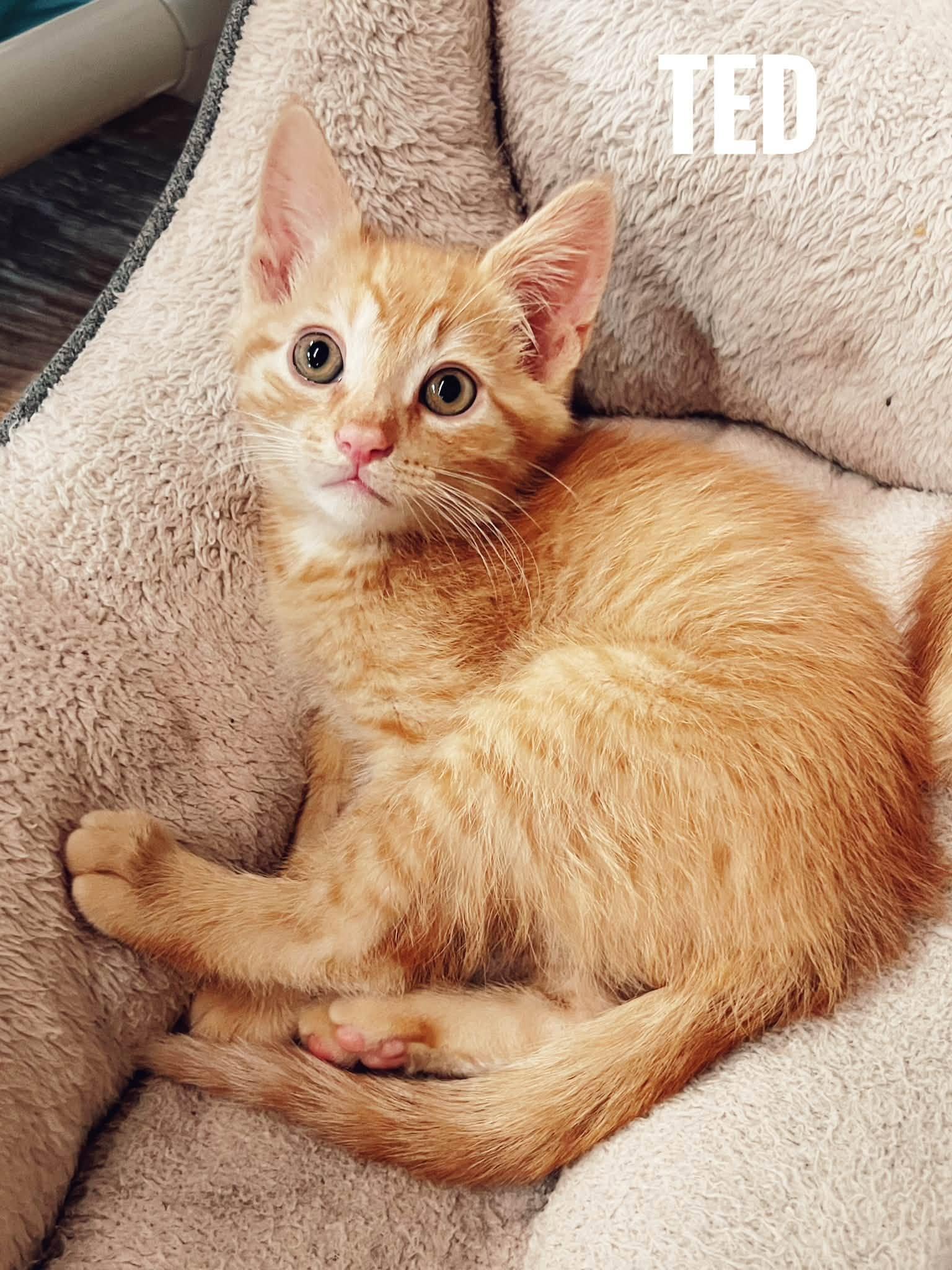Enlarge Ted, a Adopted Domestic Short Hair in Peace River, AB image 1/1