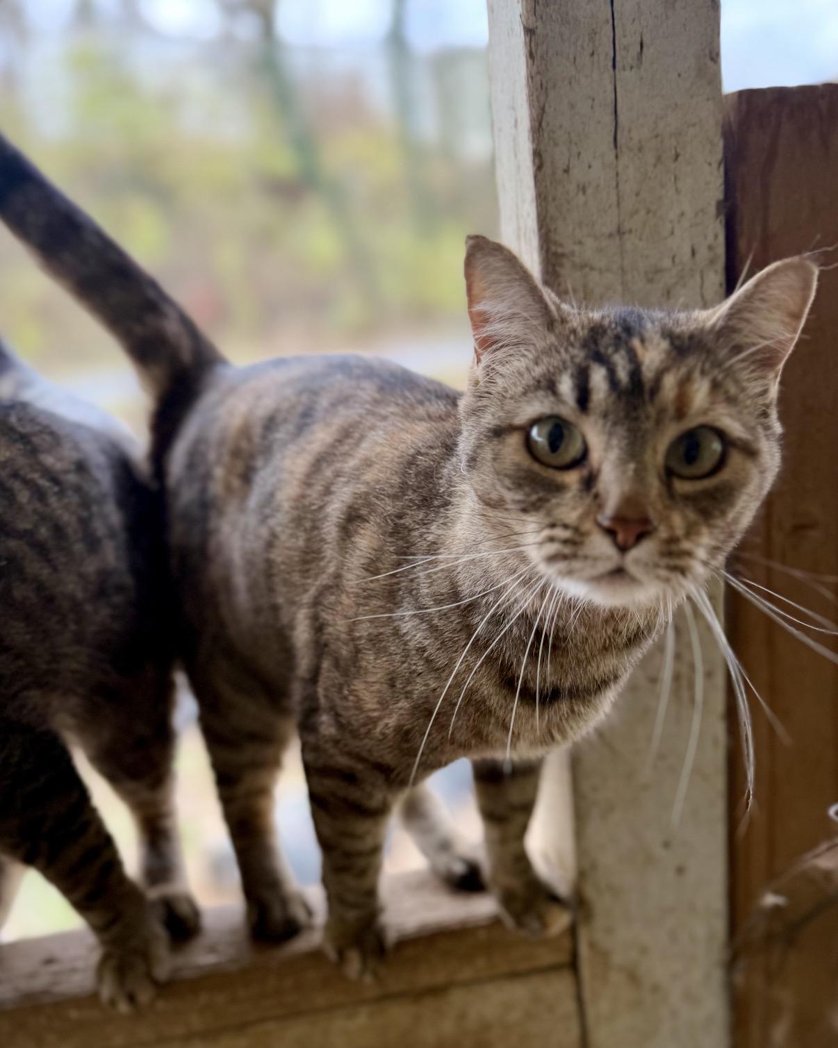 Shina, ADOPTABLE, Senior Female Domestic Short Hair.