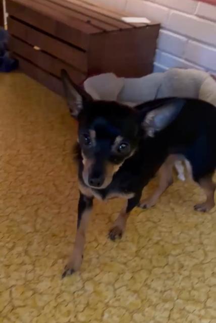 Beau, Adopted, Adult Male Chihuahua.