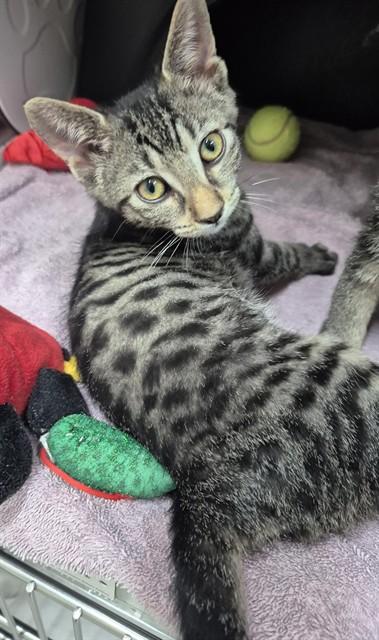 Enlarge CARLY, a Adoptable Domestic Short Hair in Vaughan, ON image 1/1