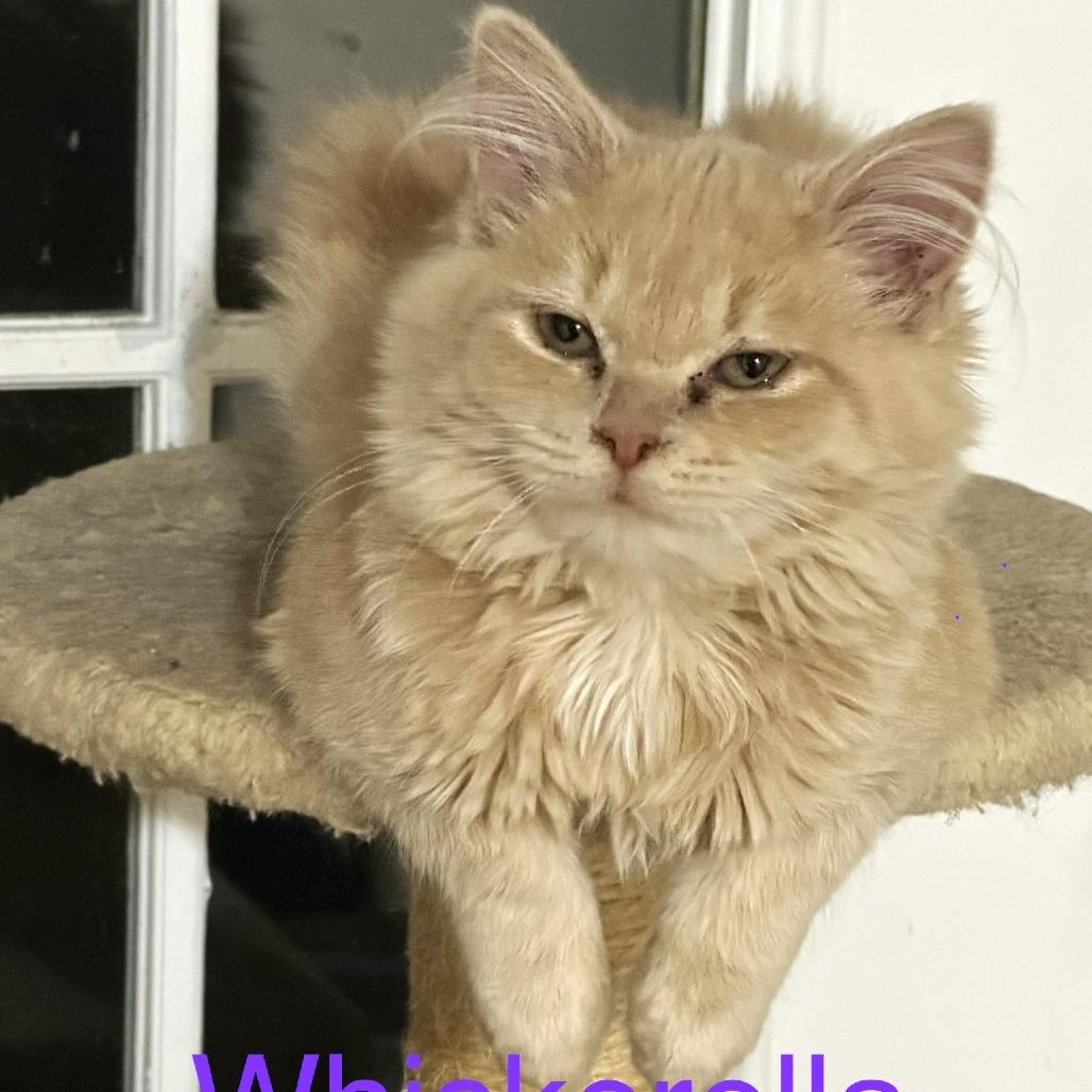 Whiskerella — thumbnail 2