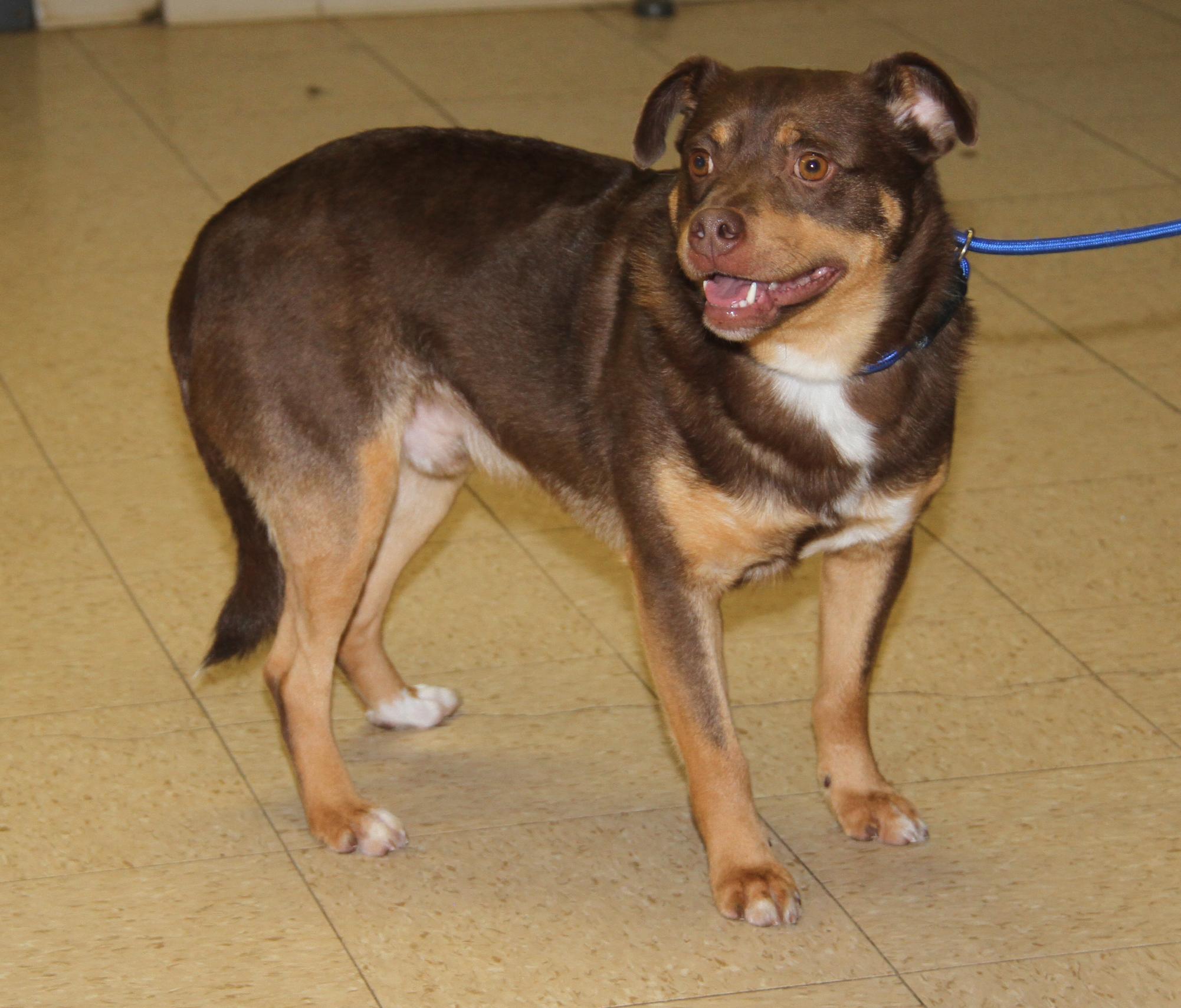 Forrest (Neutered) (Photos 12/27/2025), adopted, Adult Male Retriever & Husky.
