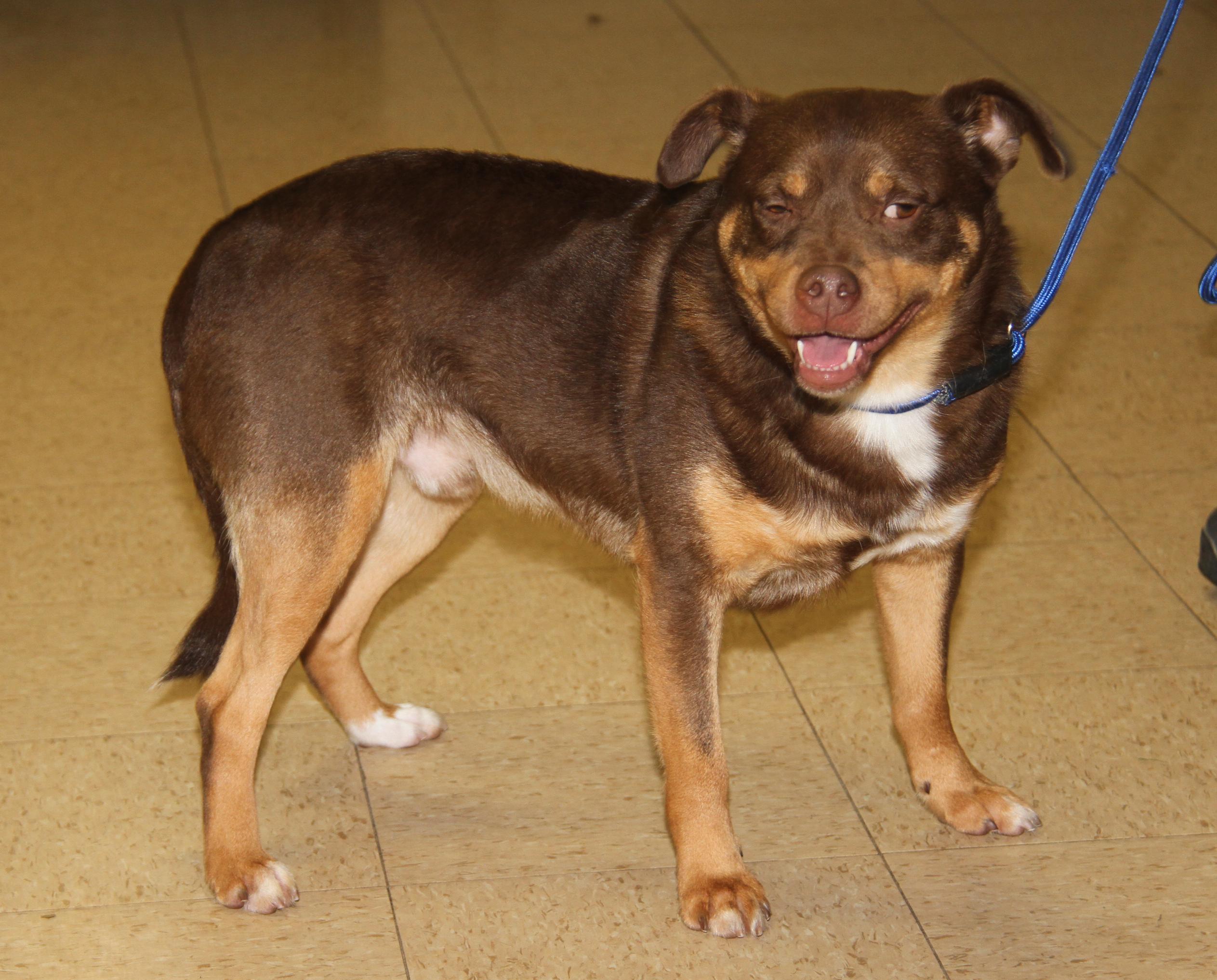 Enlarge Forrest (Neutered) (Photos 12/27/2025), an adopted mixed breed in Marietta, OH image 2/6