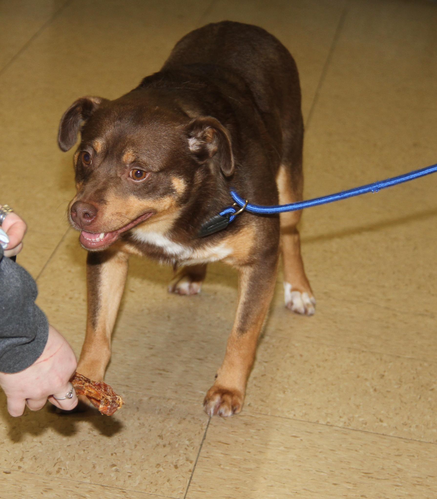 Enlarge Forrest (Neutered) (Photos 12/27/2025), an adopted mixed breed in Marietta, OH image 6/6