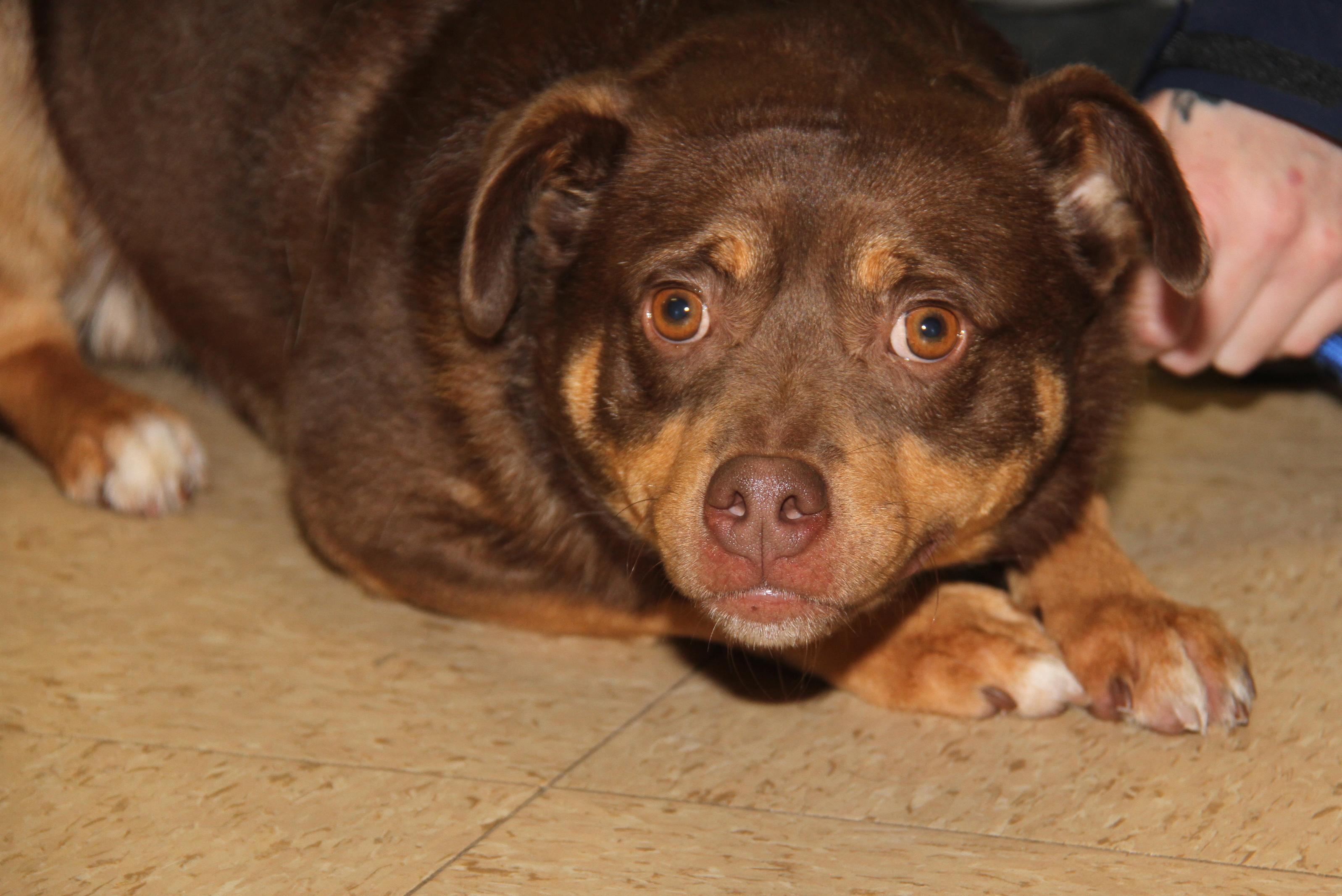 Enlarge Forrest (Neutered) (Photos 12/27/2025), an adopted mixed breed in Marietta, OH image 5/6