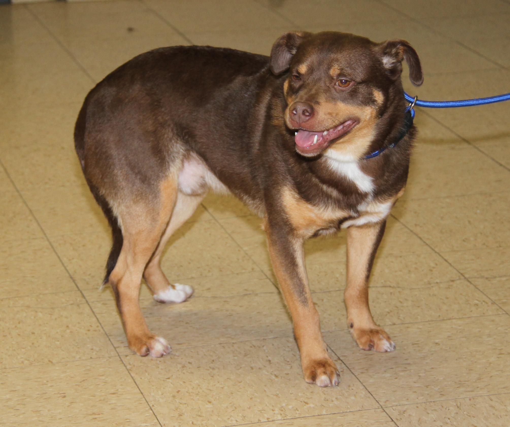 Enlarge Forrest (Neutered) (Photos 12/27/2025), an adopted mixed breed in Marietta, OH image 3/6