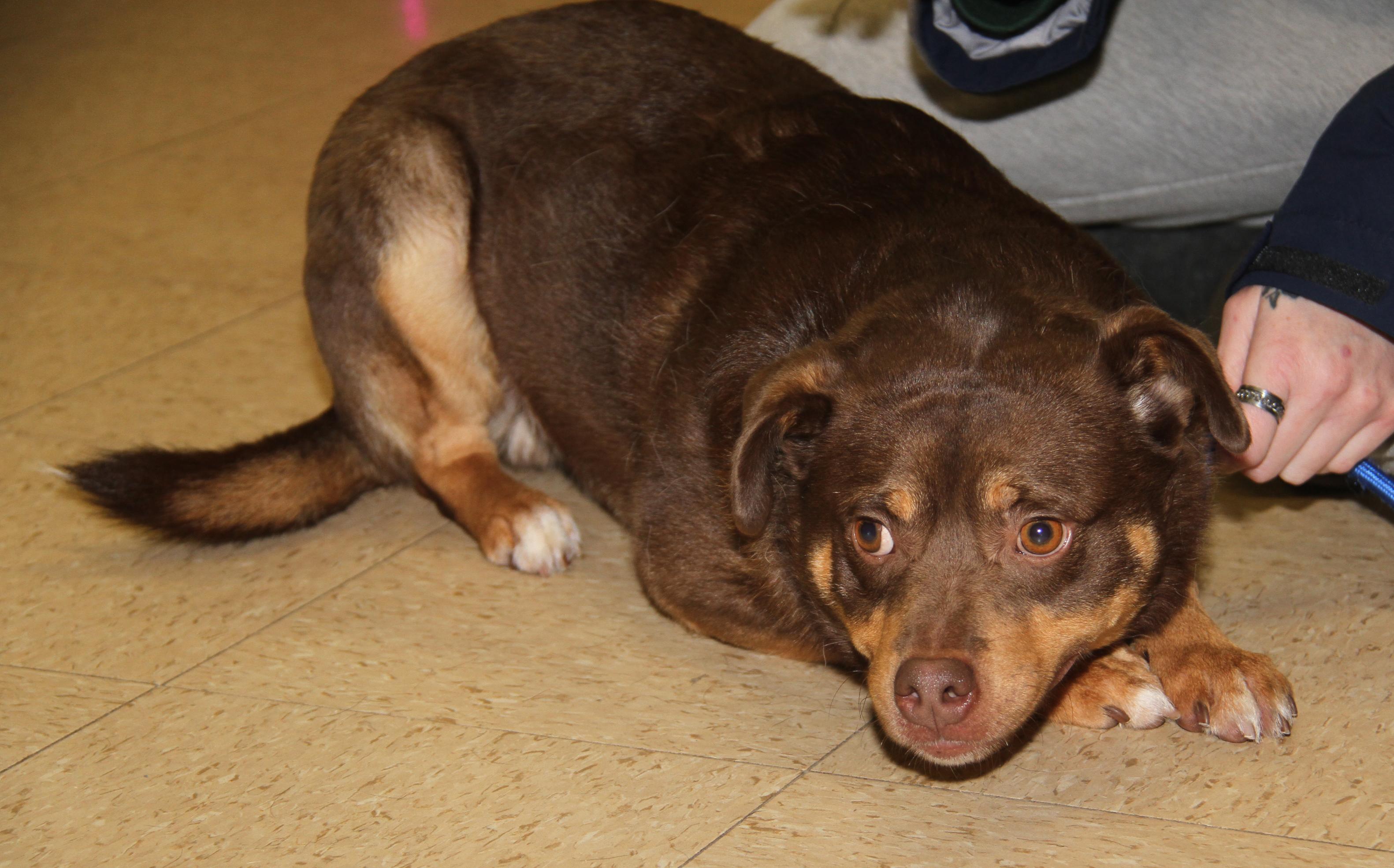 Enlarge Forrest (Neutered) (Photos 12/27/2025), an adopted mixed breed in Marietta, OH image 4/6
