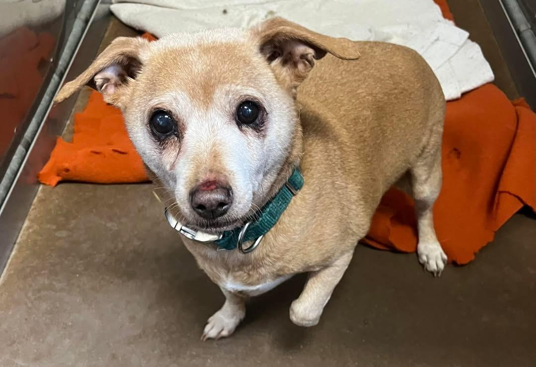 Dobby, ADOPTABLE, Senior Male Dachshund.
