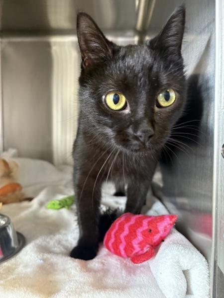 Enlarge Emerald, a Adoptable mixed breed in Knoxville, TN image 1/1