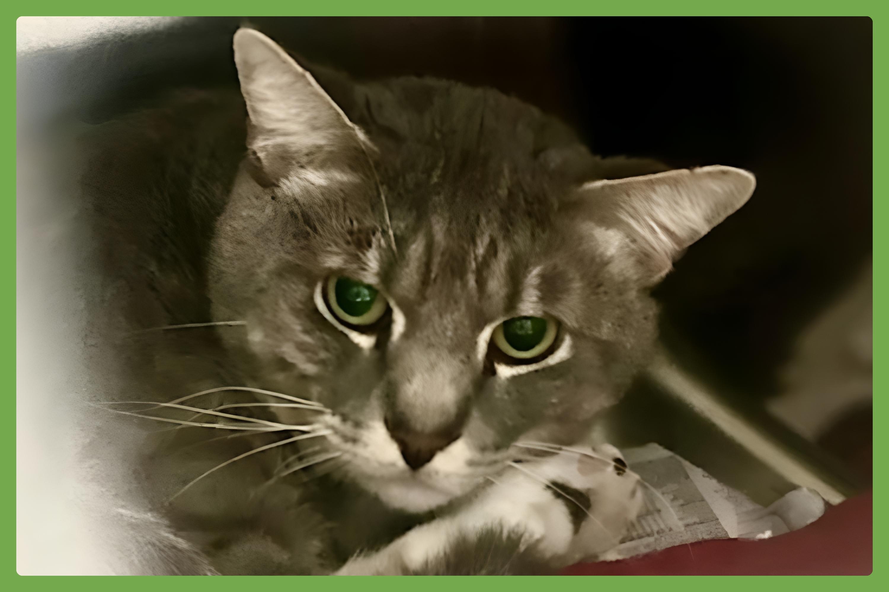 Bruno, Young Male Domestic Short Hair