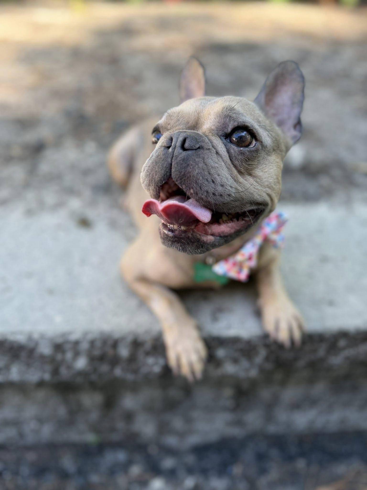 Mocha, an adopted French Bulldog in Medford, NJ image 3/6