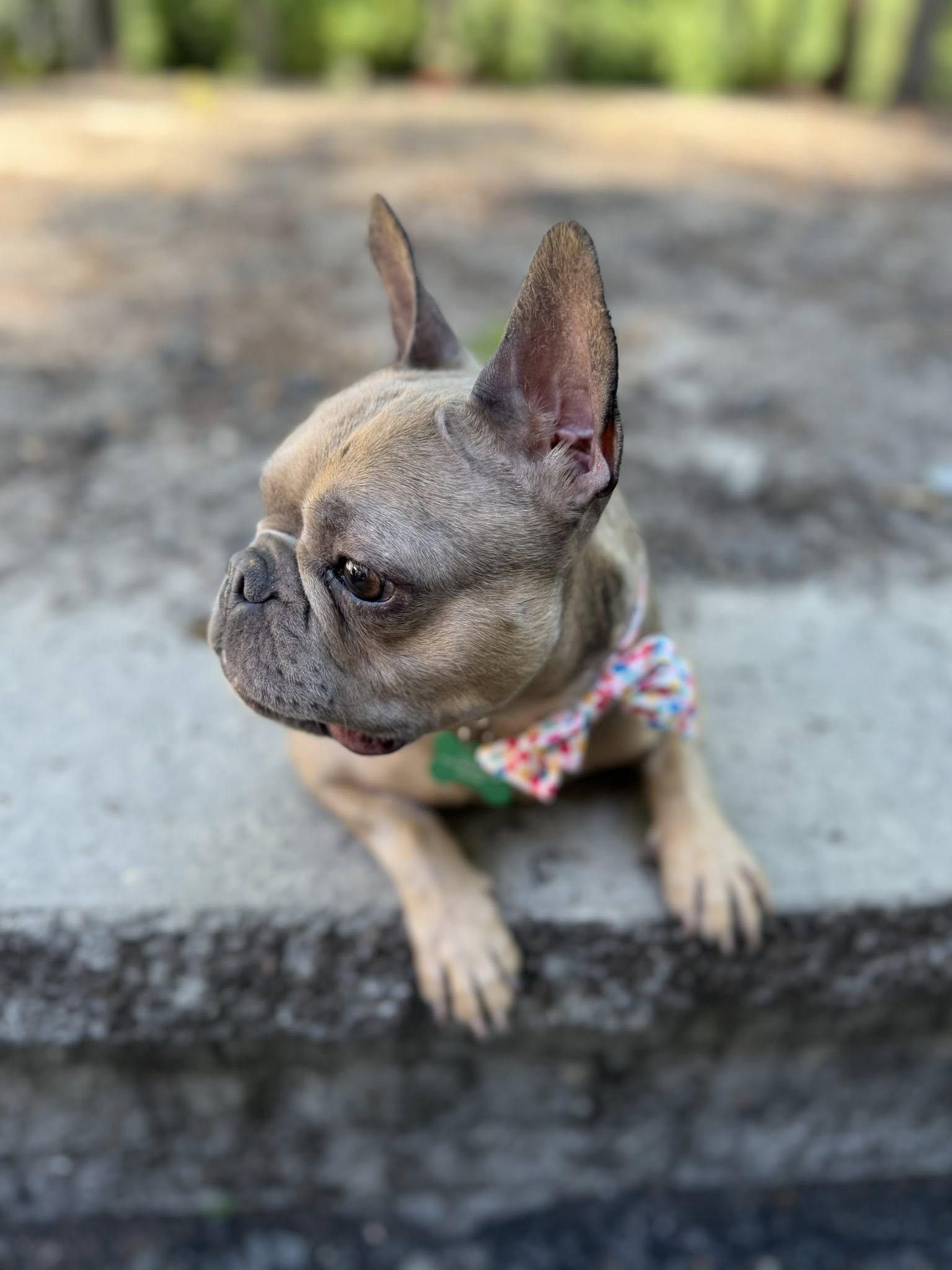 Mocha, an adopted French Bulldog in Medford, NJ image 2/6