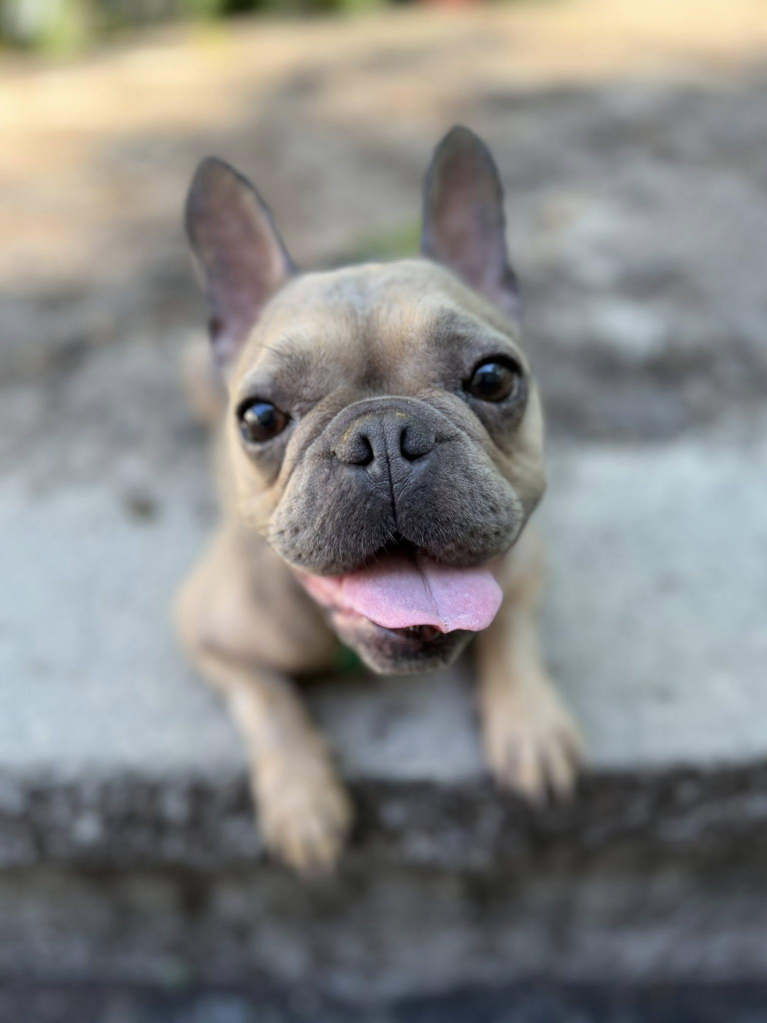 Mocha, adopted, Adult Female French Bulldog.