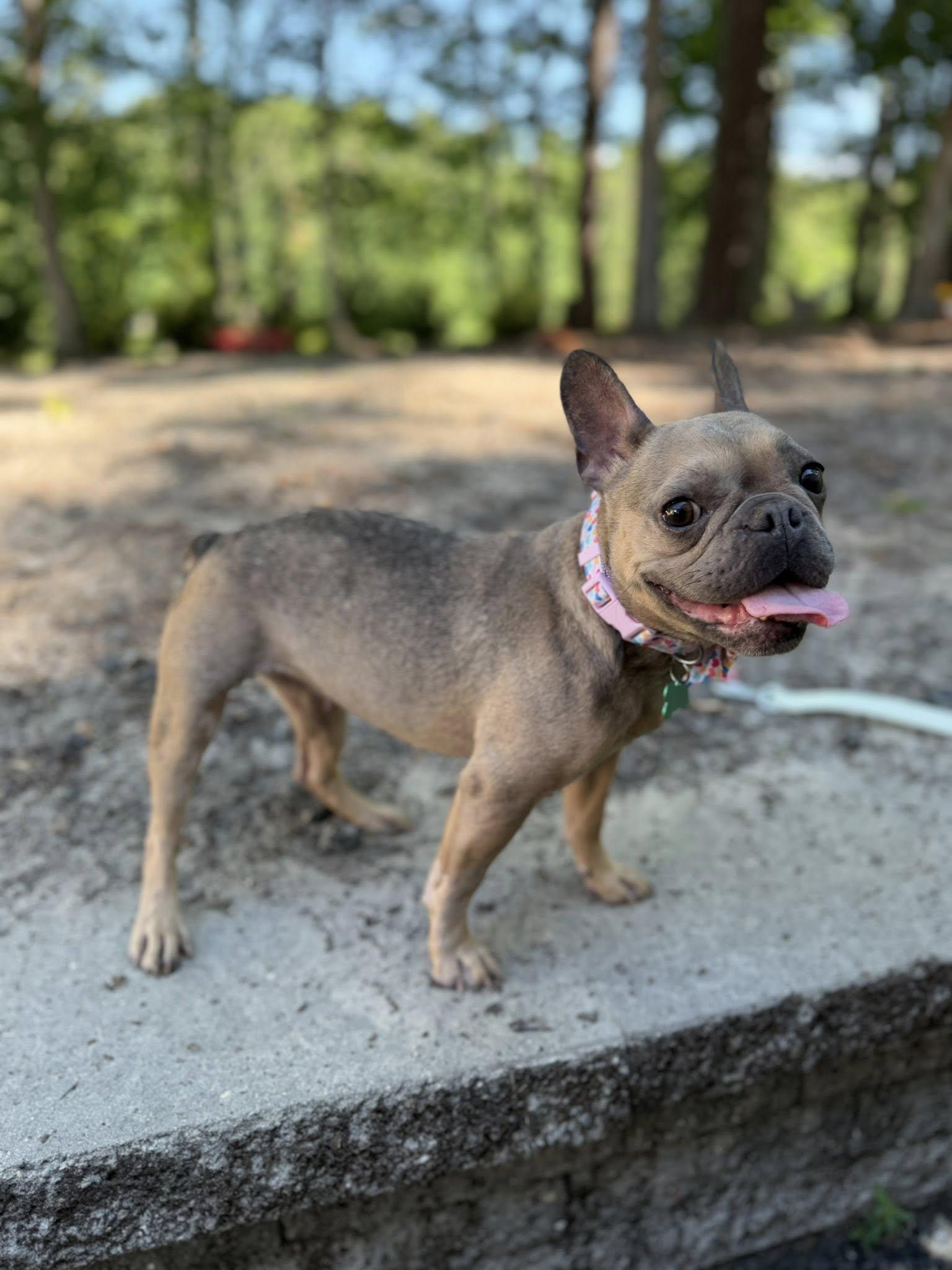 Mocha, an adopted French Bulldog in Medford, NJ image 5/6