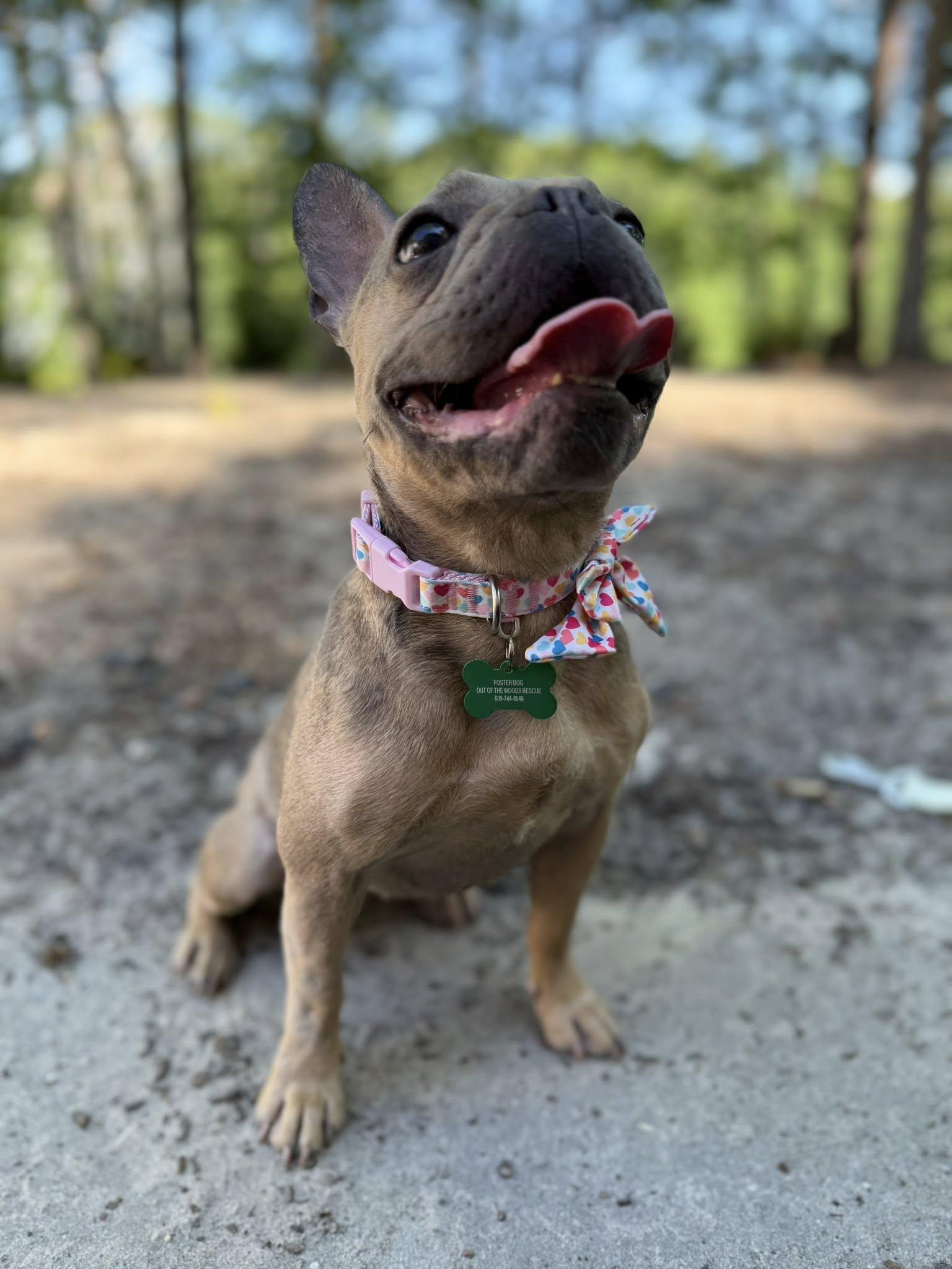Mocha, an adopted French Bulldog in Medford, NJ image 6/6