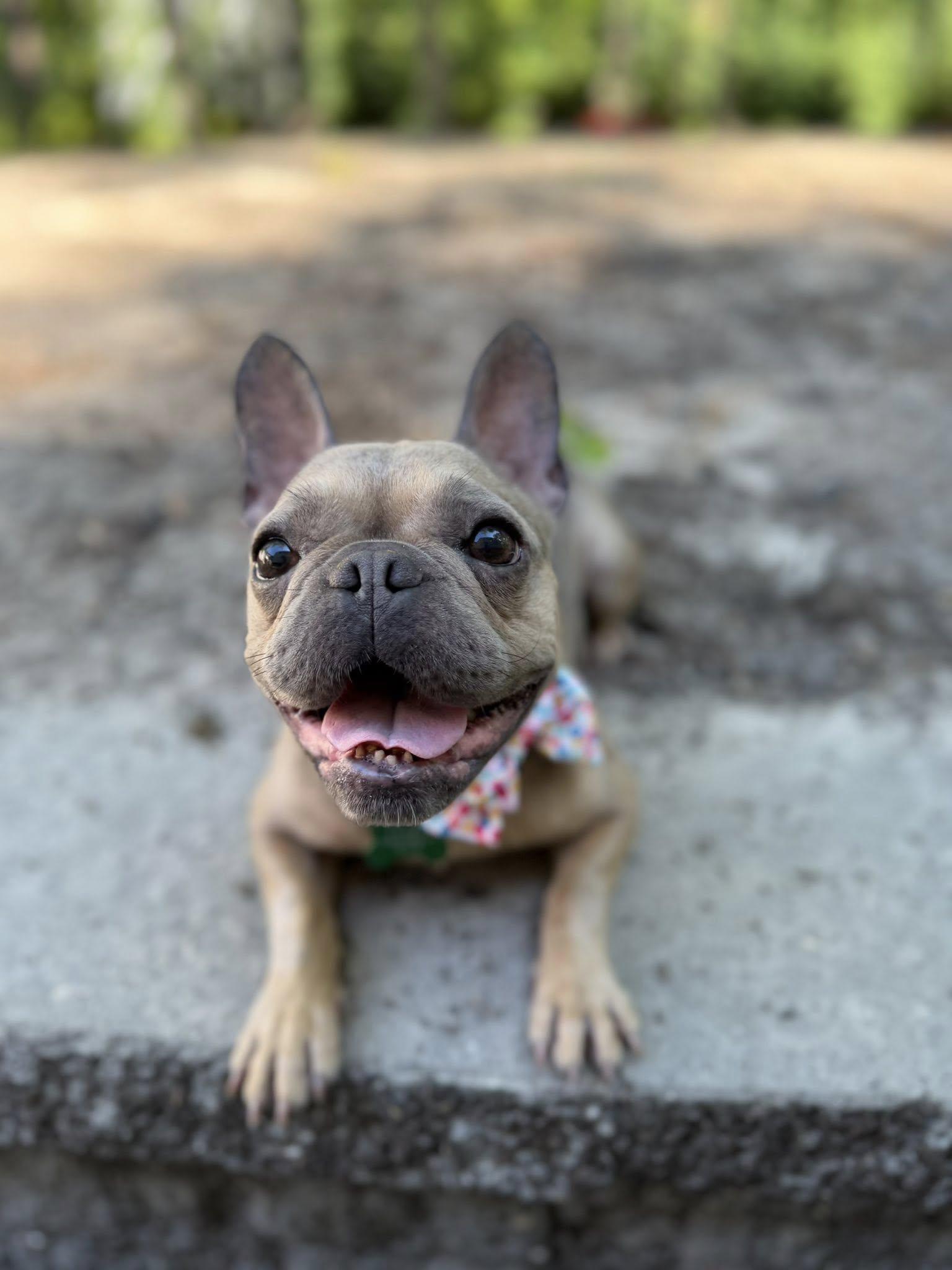 Mocha, an adopted French Bulldog in Medford, NJ image 4/6