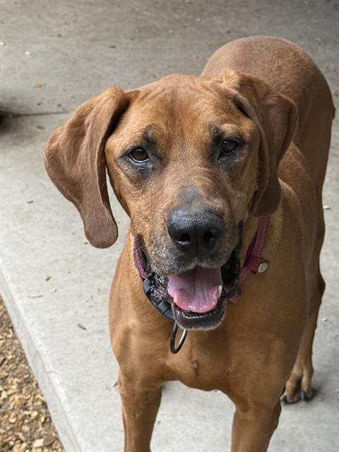 Enlarge COPPER, a Adoptable mixed breed in South Lake Tahoe, CA image 1/1