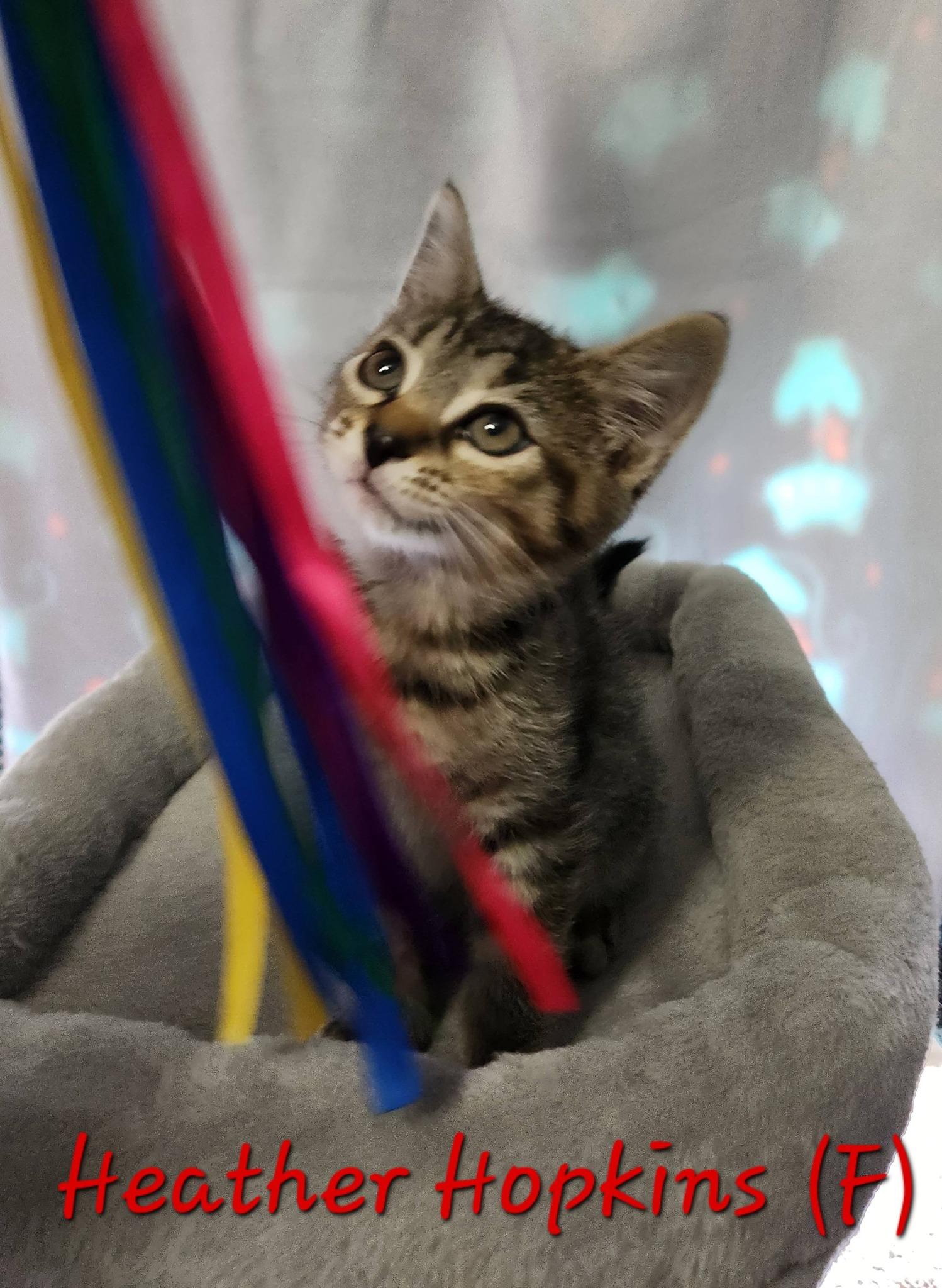 Enlarge Heather Hopkins, a ADOPTABLE Domestic Short Hair in Clarksville, TN image 2/2