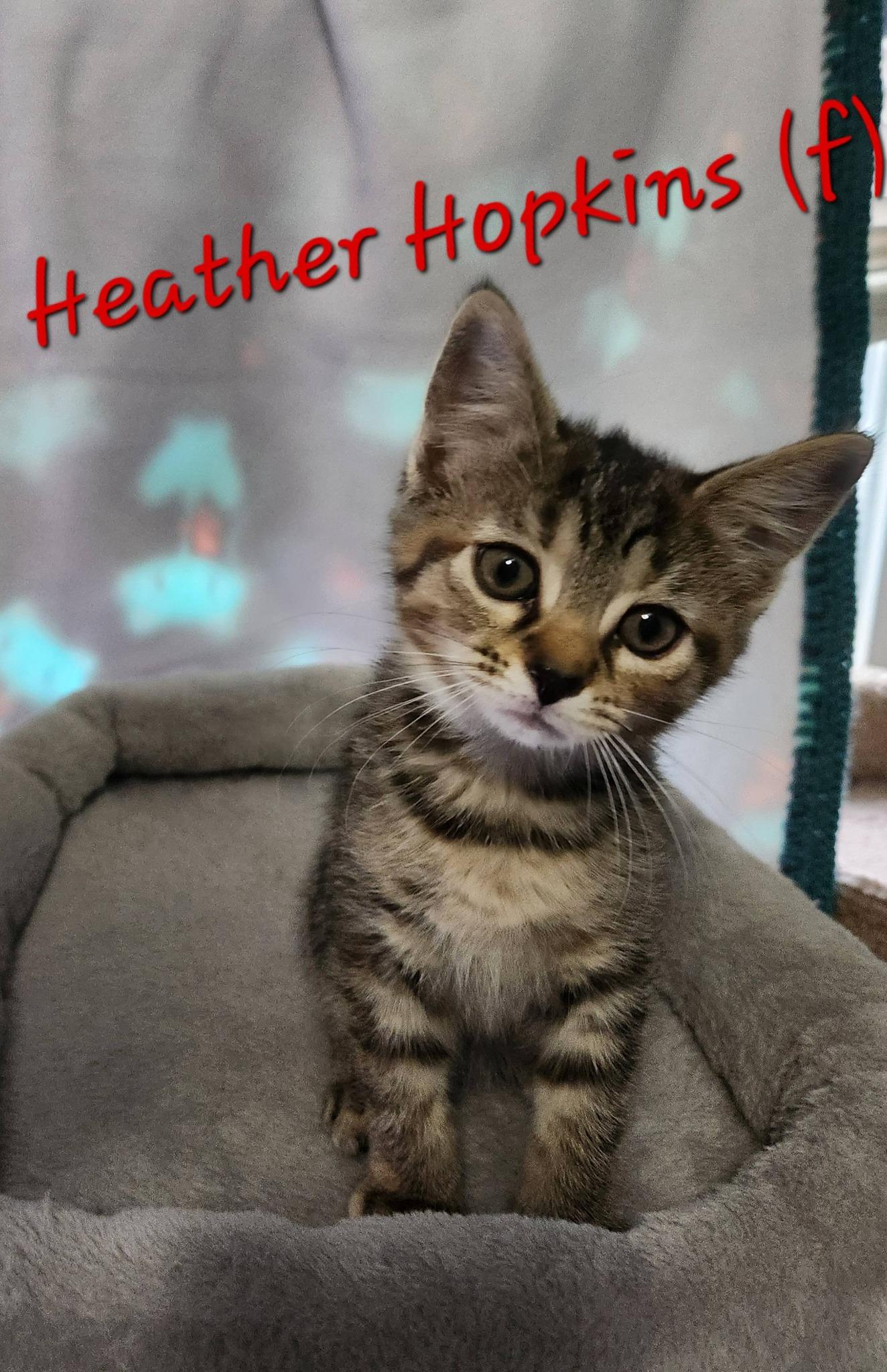 Heather Hopkins, ADOPTABLE, Kitten Female Domestic Short Hair.