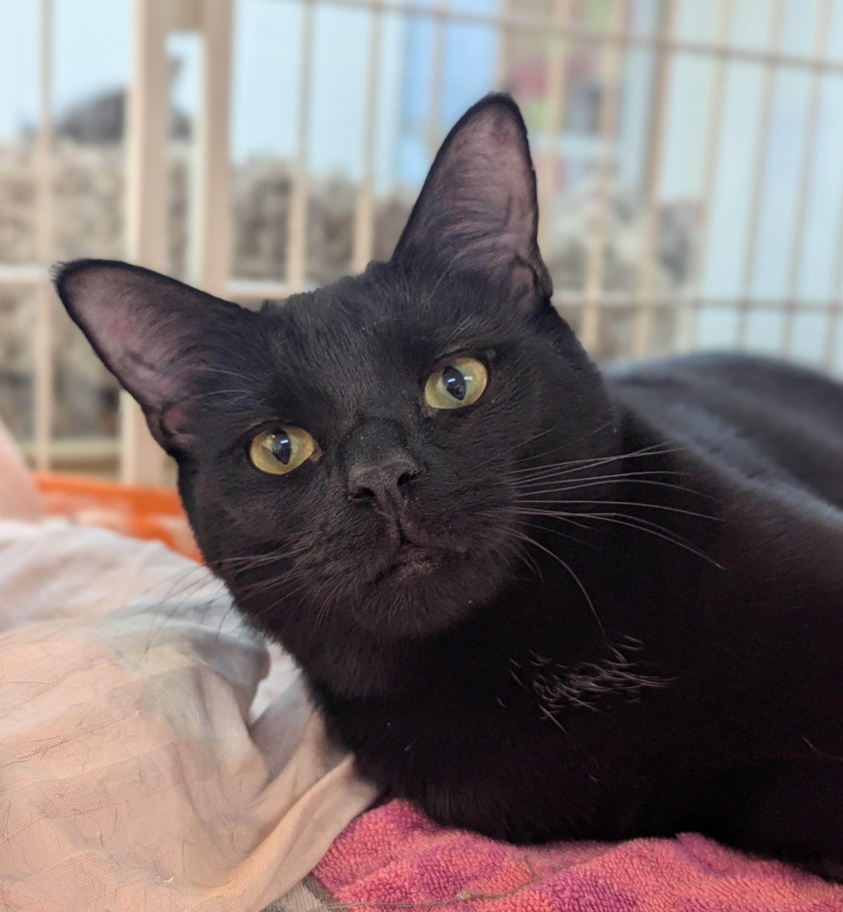 Enlarge Thunder, a Adoptable Domestic Short Hair in Decatur, IL image 1/3