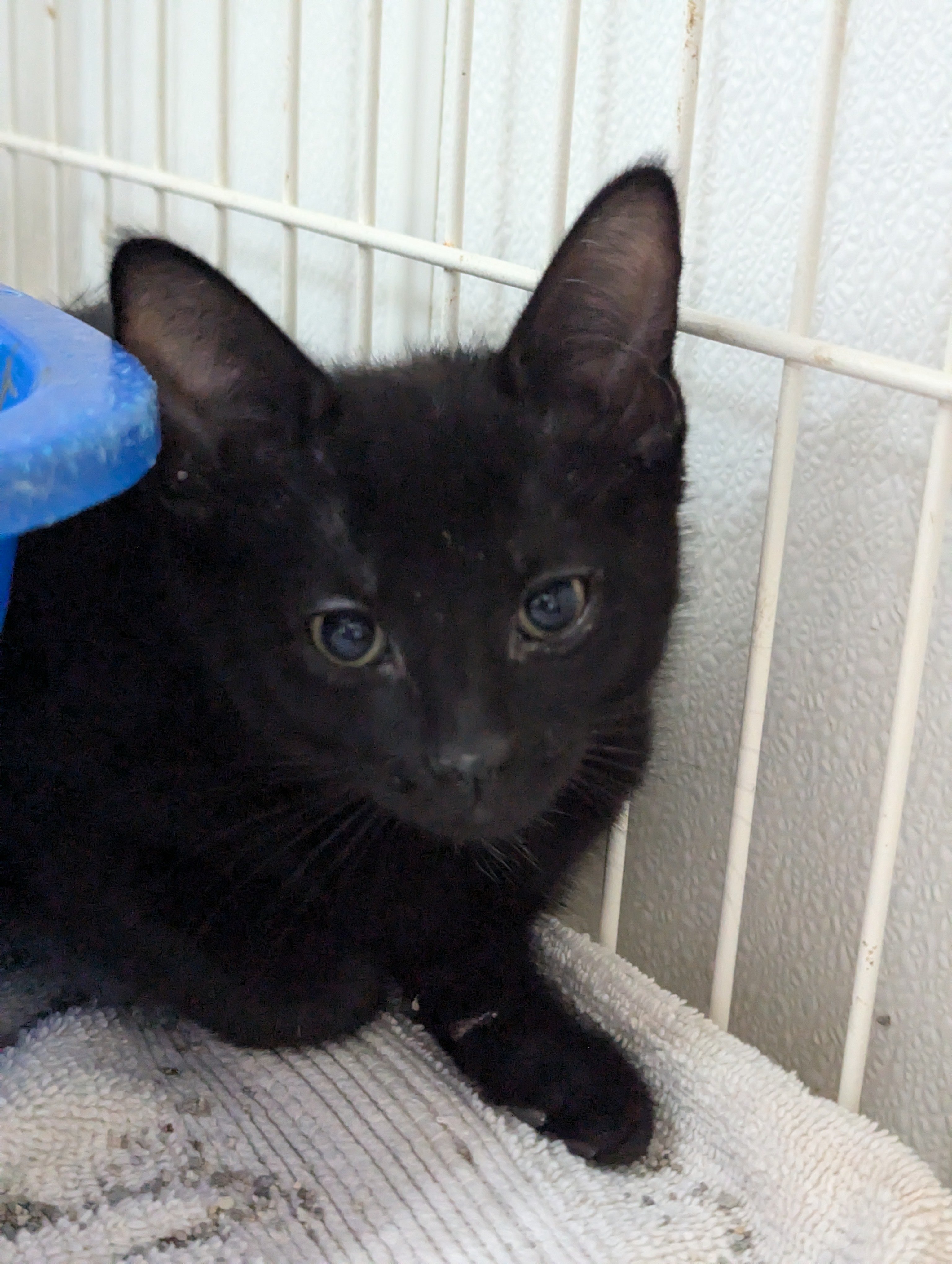 Enlarge Thunder, a Adoptable Domestic Short Hair in Decatur, IL image 3/3