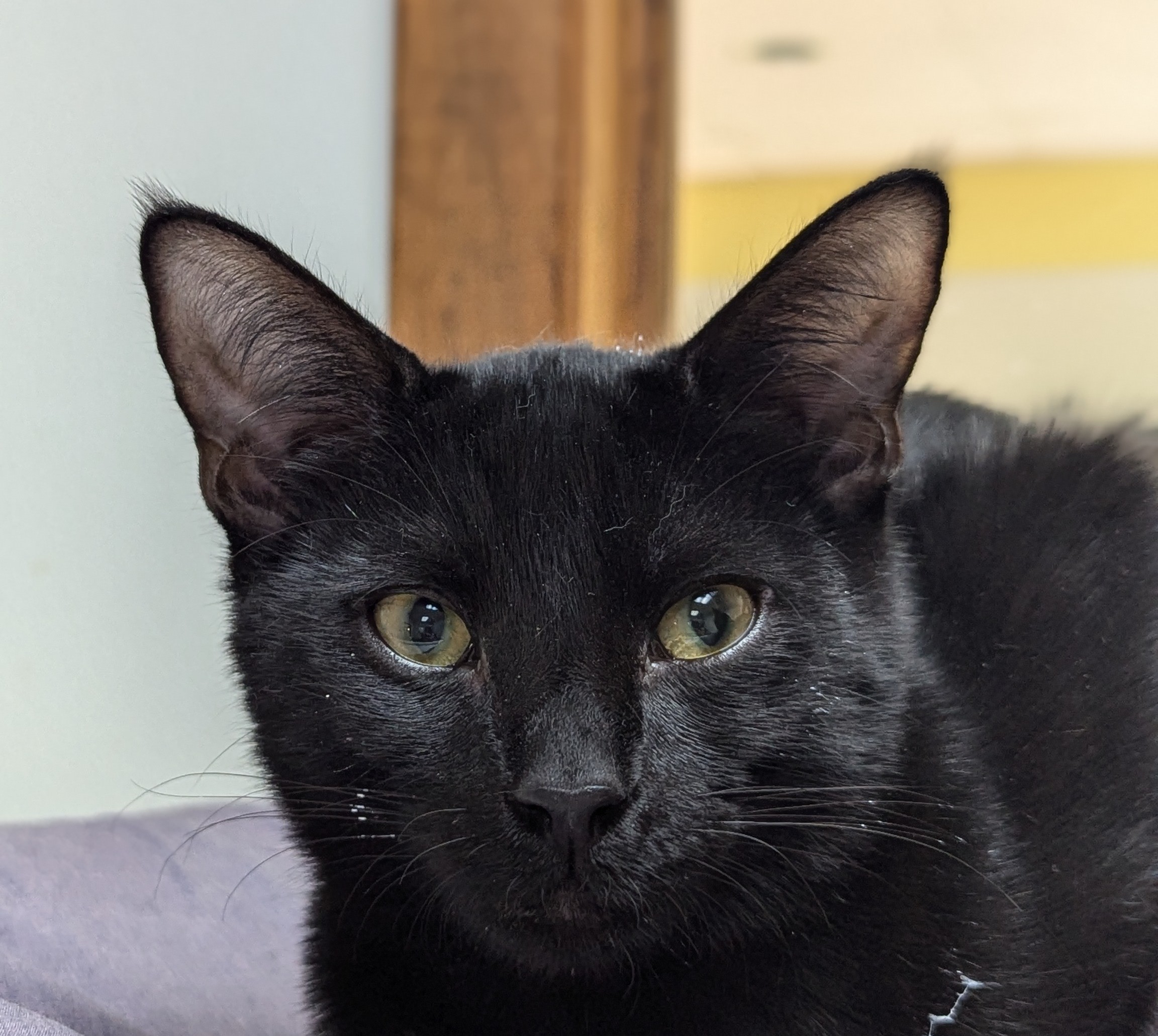 Enlarge Thunder, a Adoptable Domestic Short Hair in Decatur, IL image 2/3