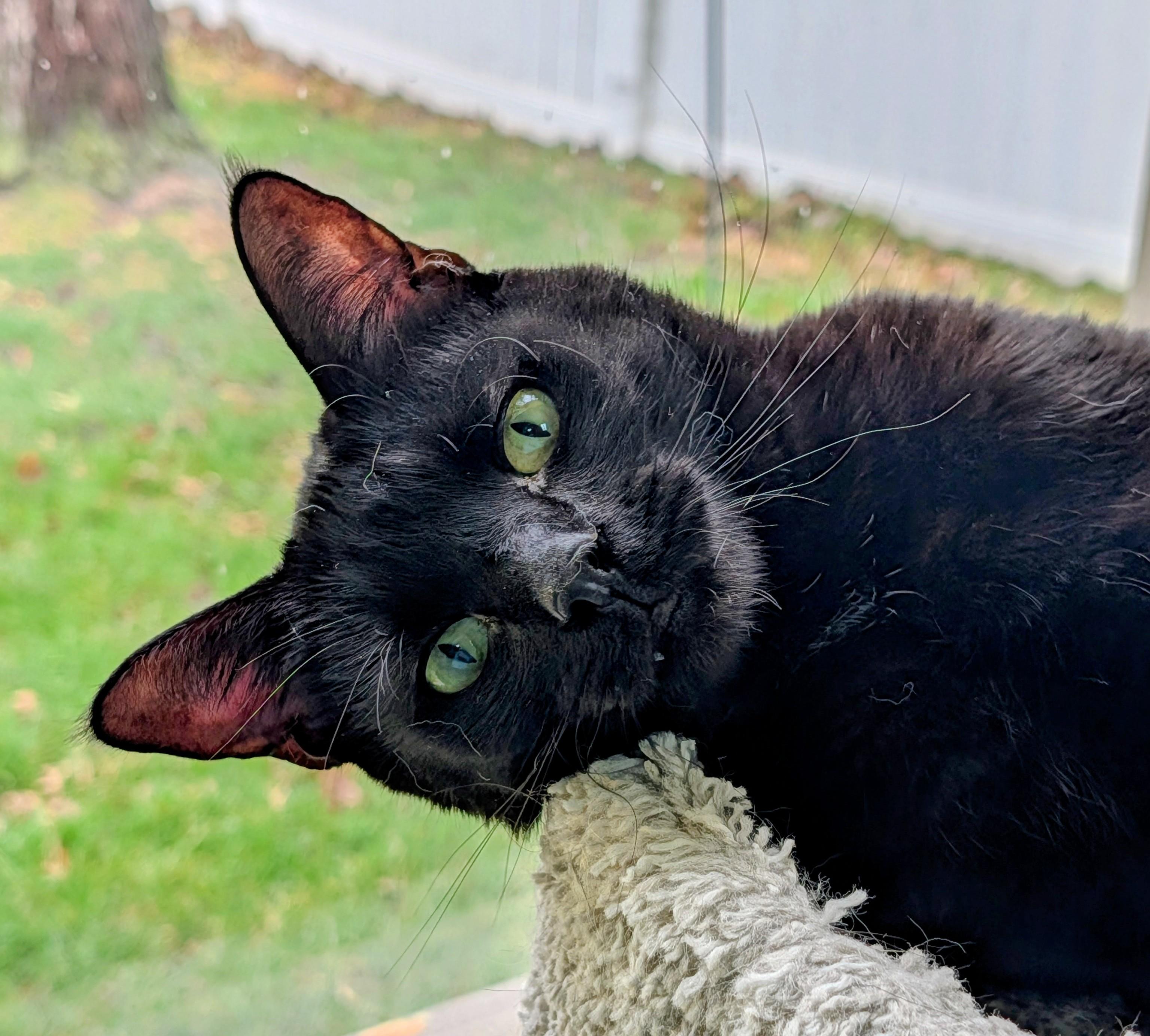 Enlarge Thunder, a Adoptable Domestic Short Hair in Decatur, IL image 1/4