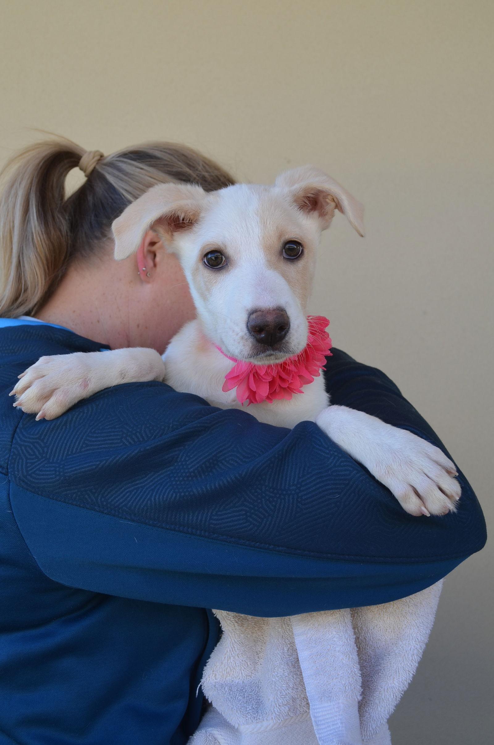 Enlarge Peach, a Adopted Terrier in McKinney, TX image 1/2