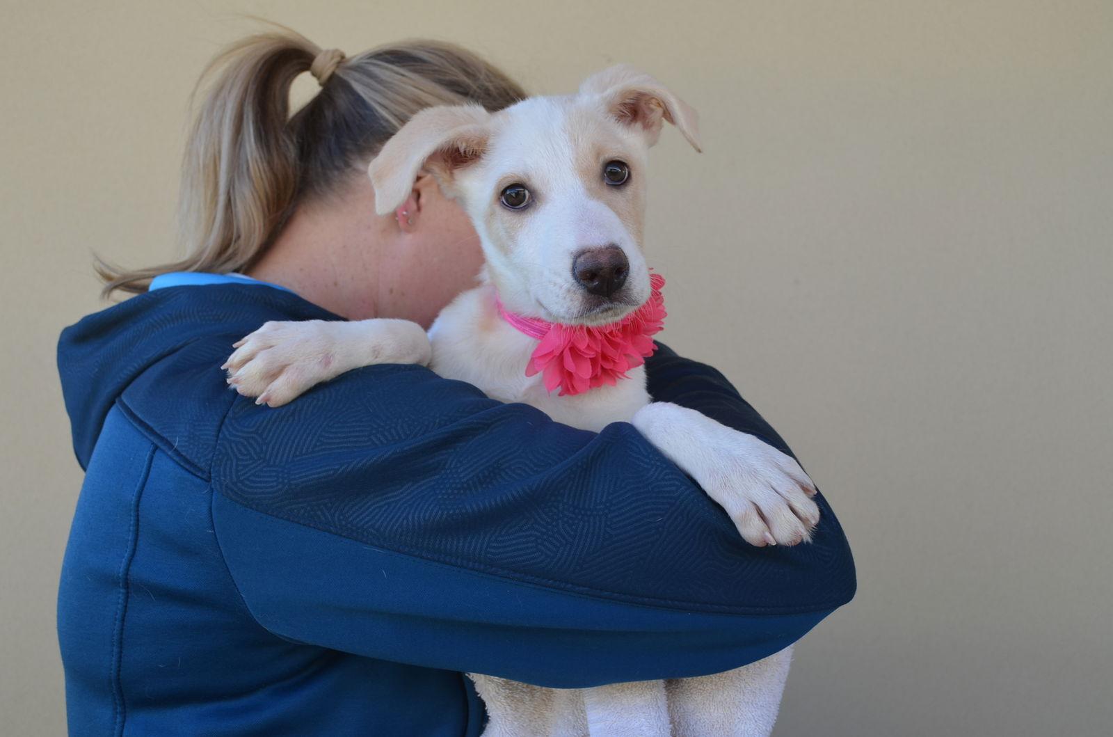 Enlarge Peach, a Adopted Terrier in McKinney, TX image 2/2