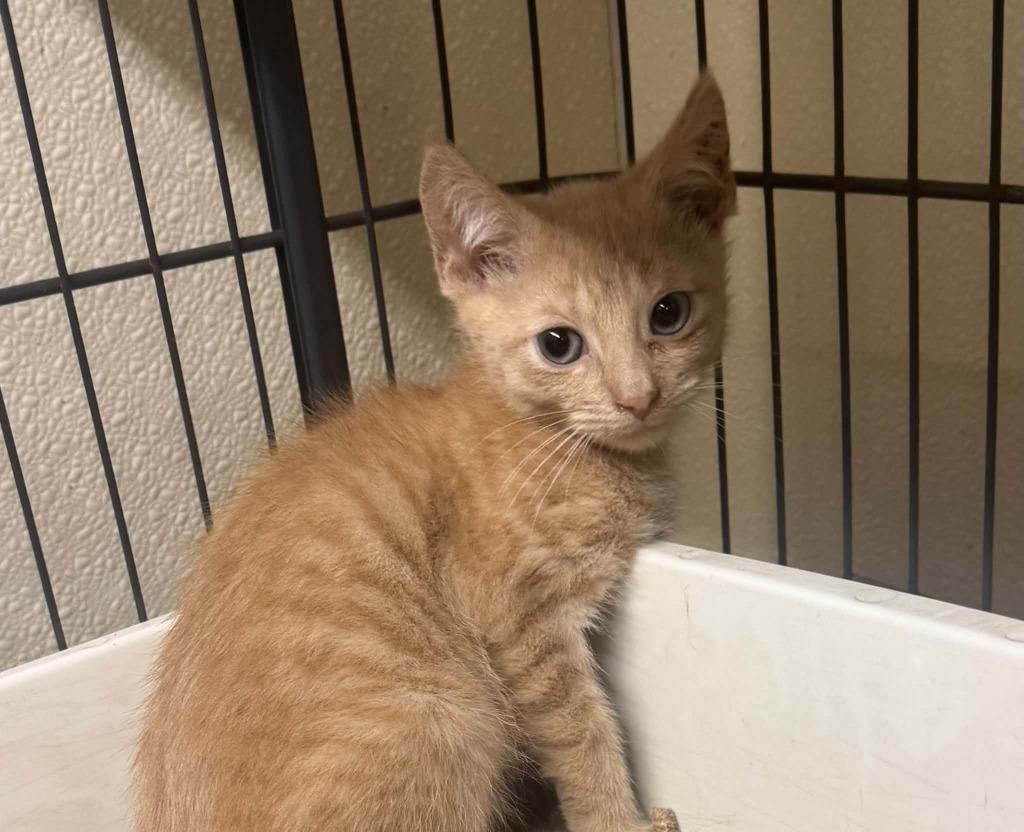 Brodie, Adoptable, Kitten Male Domestic Short Hair.
