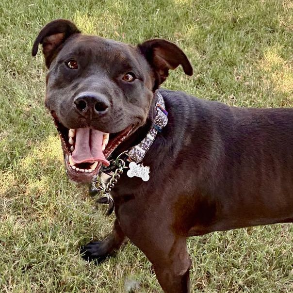 Donavan, a Adoptable mixed breed in Oklahoma City, OK image 2/6