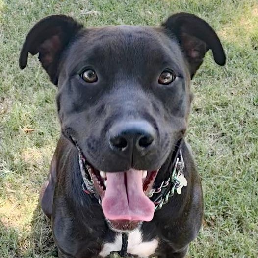 Donavan, a Adoptable mixed breed in Oklahoma City, OK image 3/6