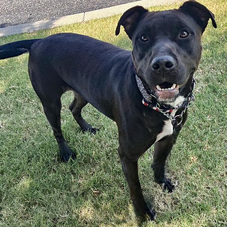 Donavan, a Adoptable mixed breed in Oklahoma City, OK image 6/6