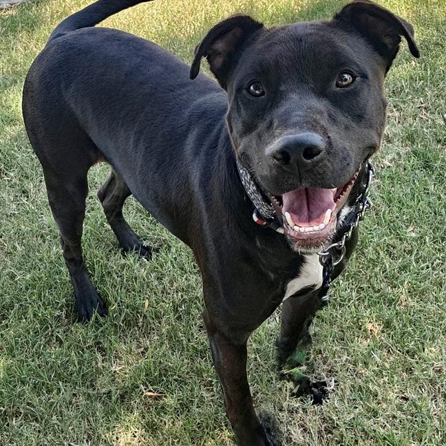 Donavan, a Adoptable mixed breed in Oklahoma City, OK image 1/6