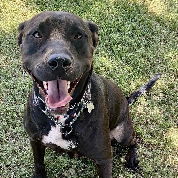 Donavan, a Adoptable mixed breed in Oklahoma City, OK image 4/6