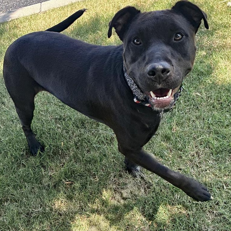 Donavan, a Adoptable mixed breed in Oklahoma City, OK image 5/6