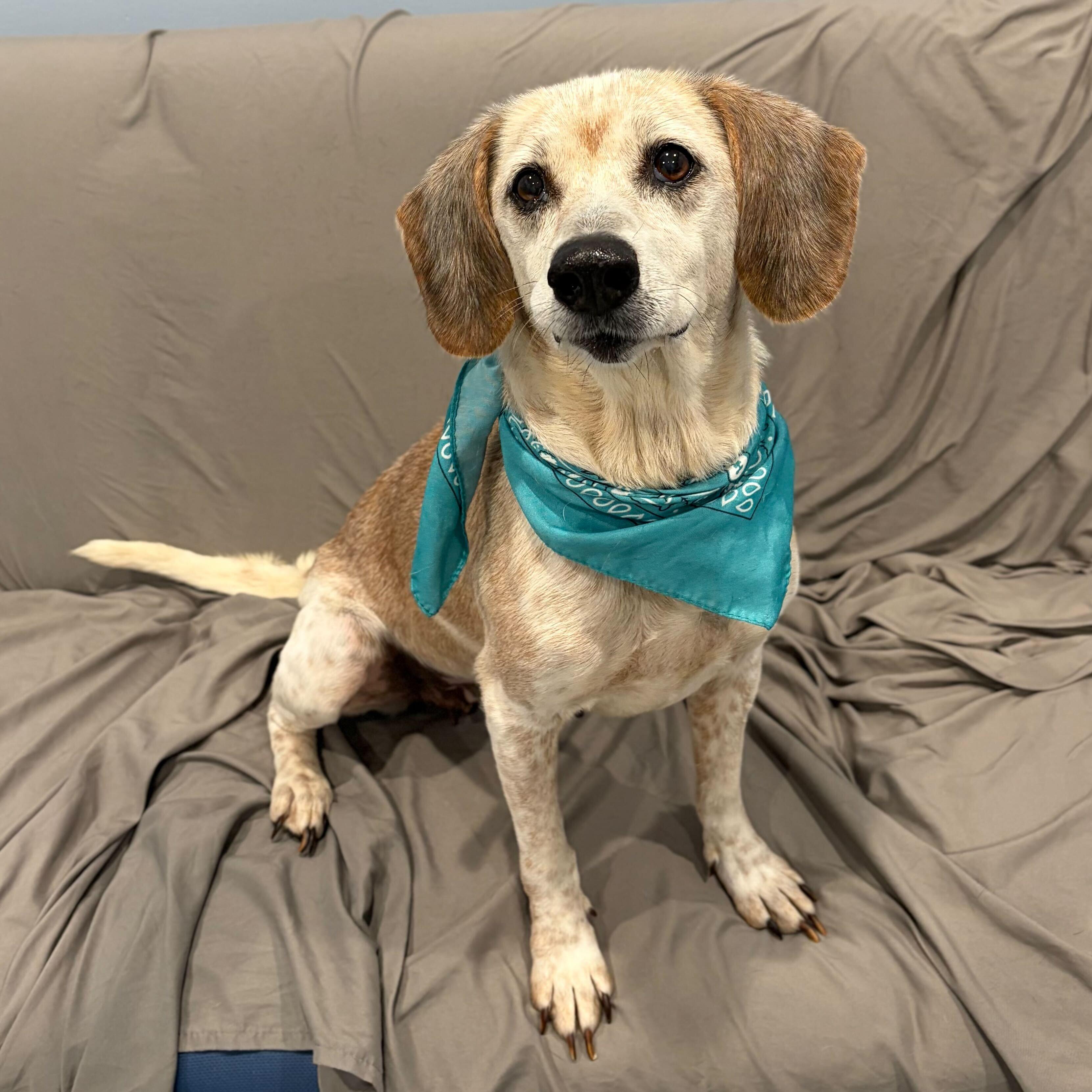 Cleo, adopted, Senior Female Mixed Breed.