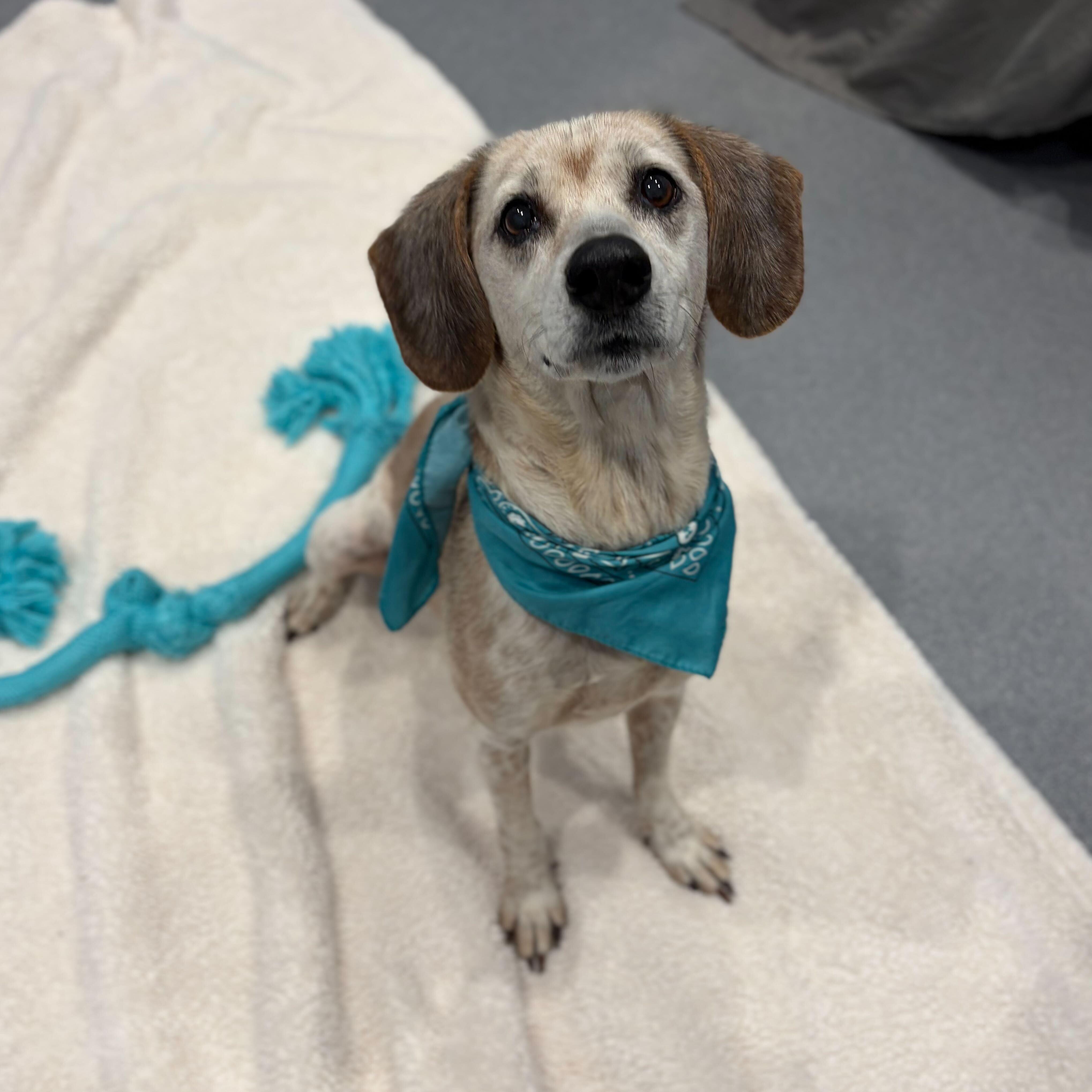Enlarge Cleo, an adopted Mixed Breed in Canal Winchester, OH image 4/5