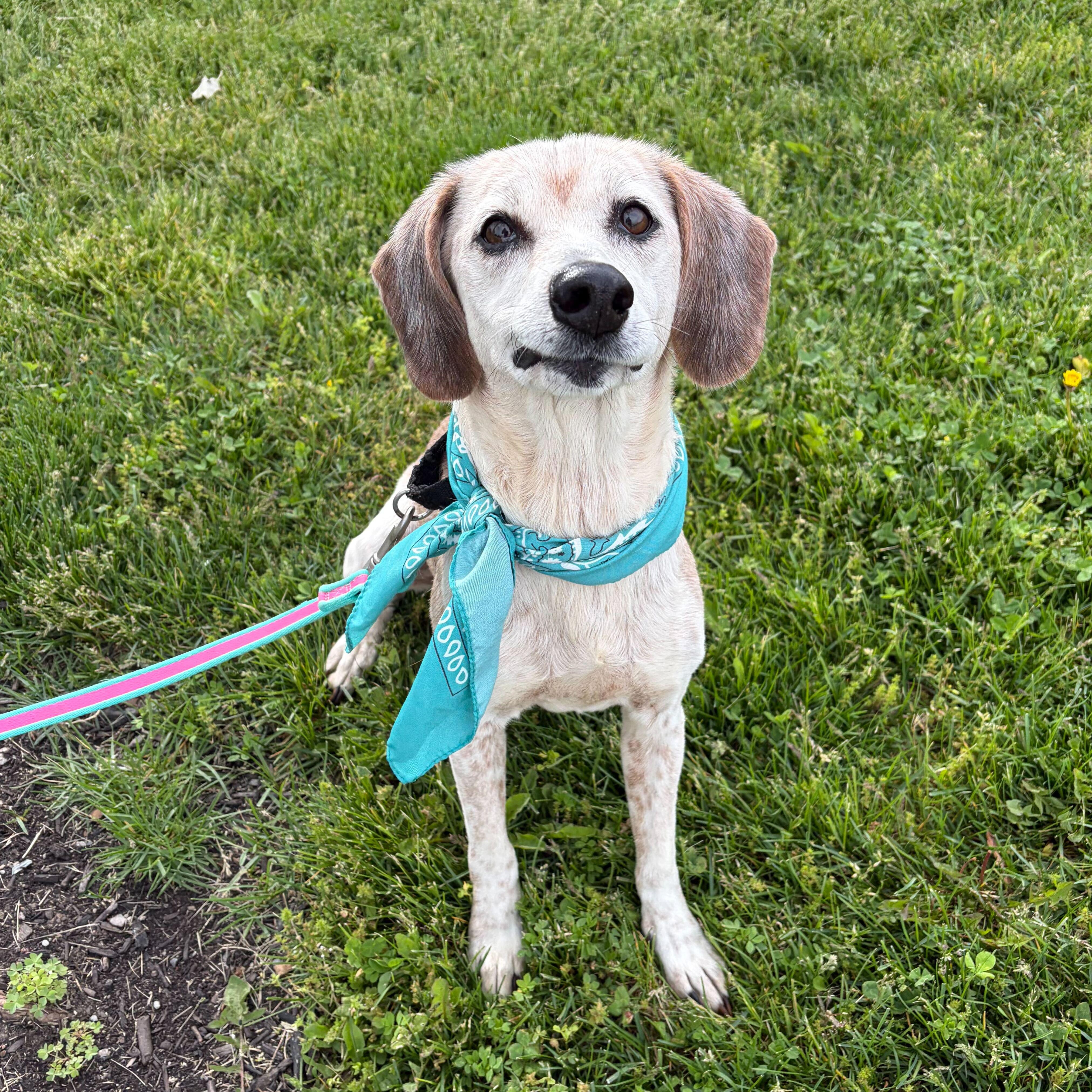 Enlarge Cleo, an adopted Mixed Breed in Canal Winchester, OH image 5/5