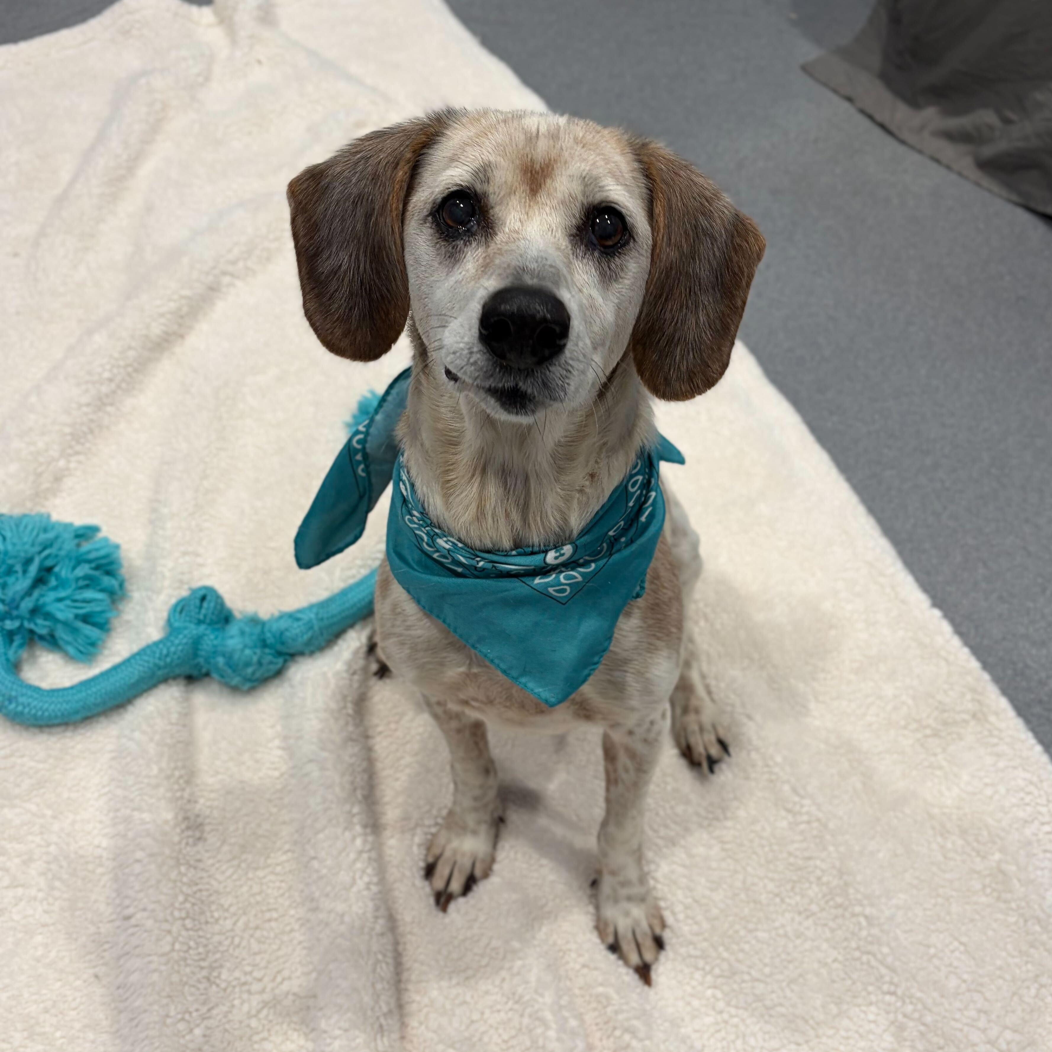 Enlarge Cleo, an adopted Mixed Breed in Canal Winchester, OH image 2/5