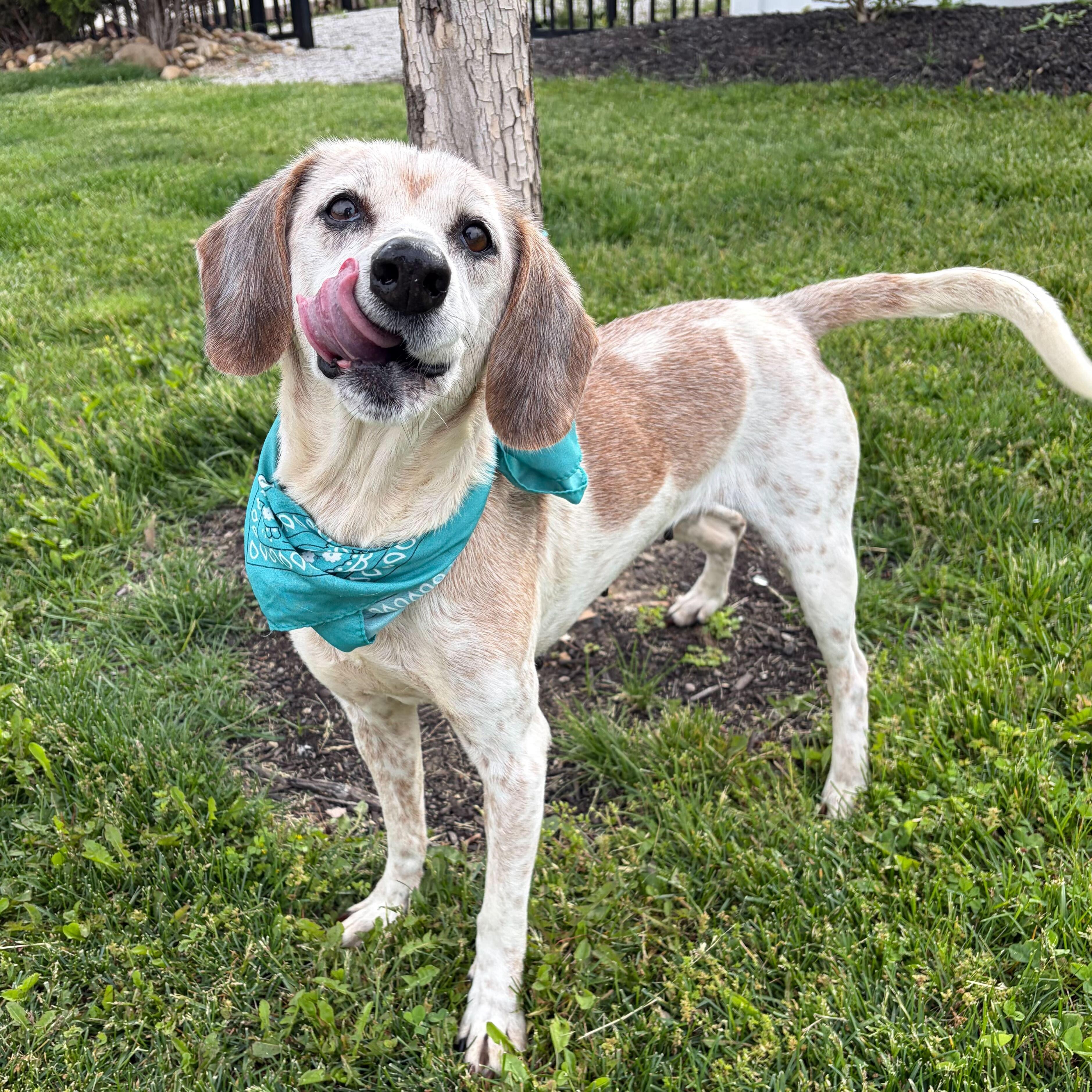 Enlarge Cleo, an adopted Mixed Breed in Canal Winchester, OH image 3/5