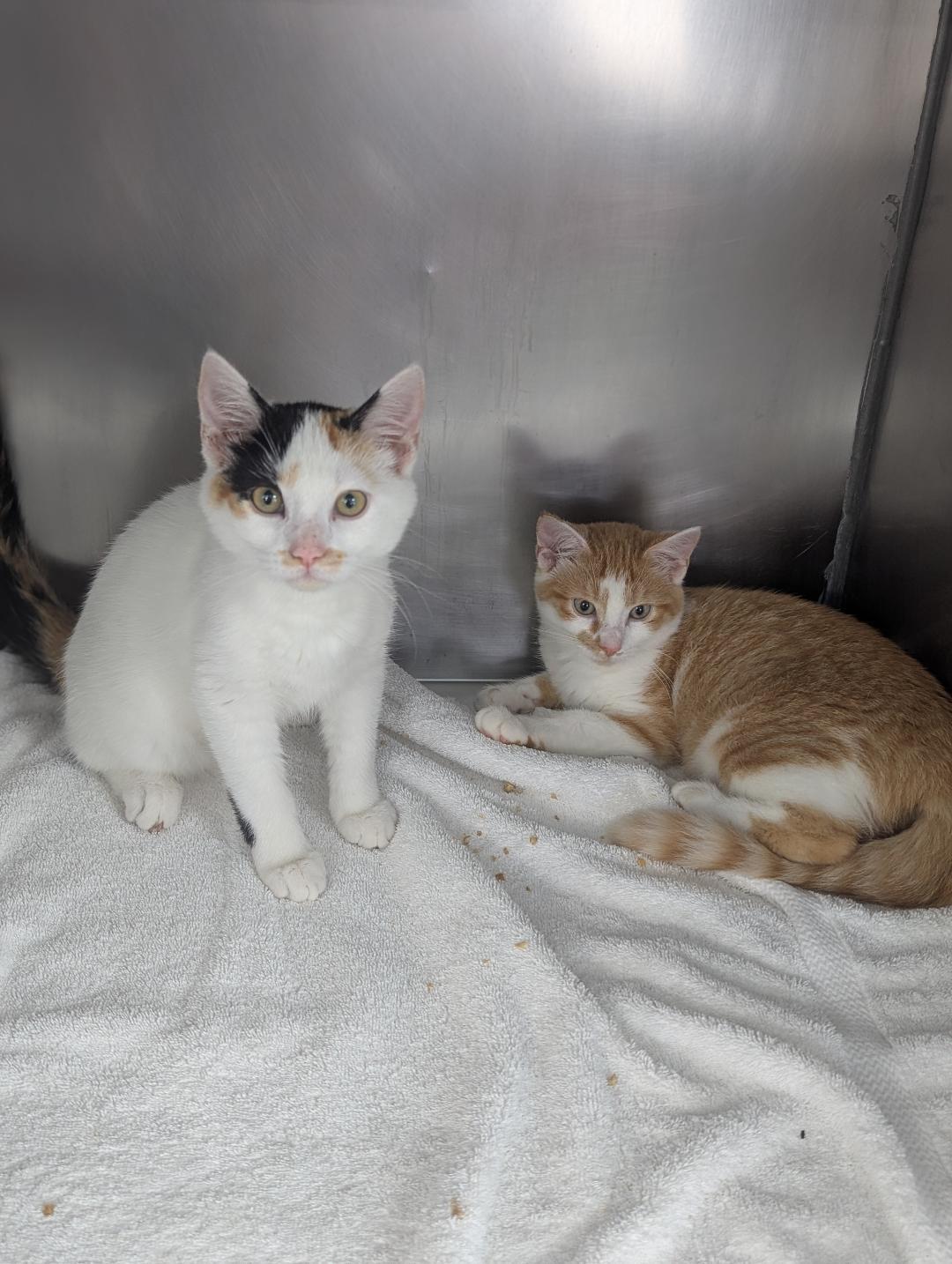 Peaches and Cream BONDED SISTERS, ADOPTABLE, Young Female Domestic Short Hair.
