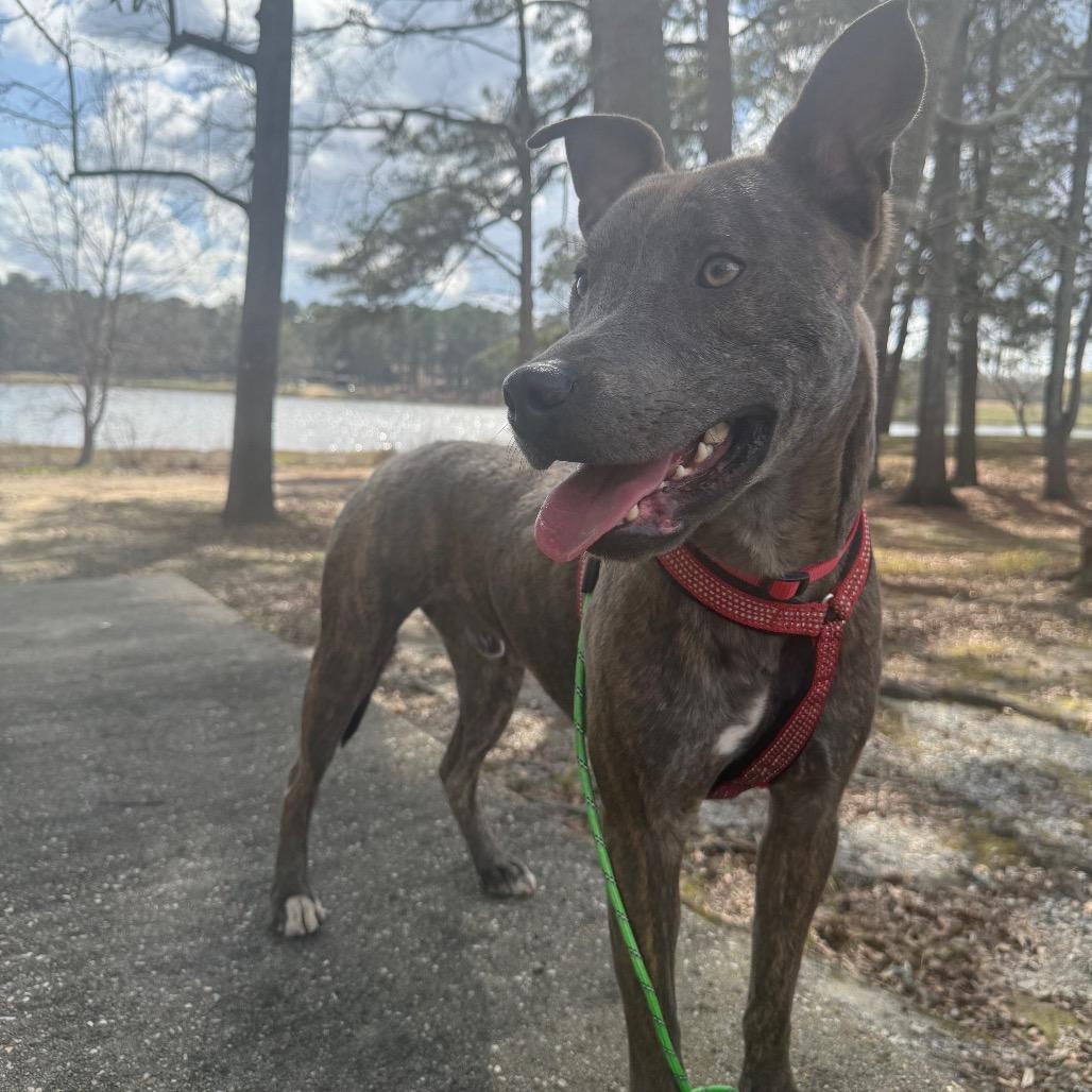 Morbius 7975, Adoptable, Adult Male Mixed Breed & Mixed Breed.