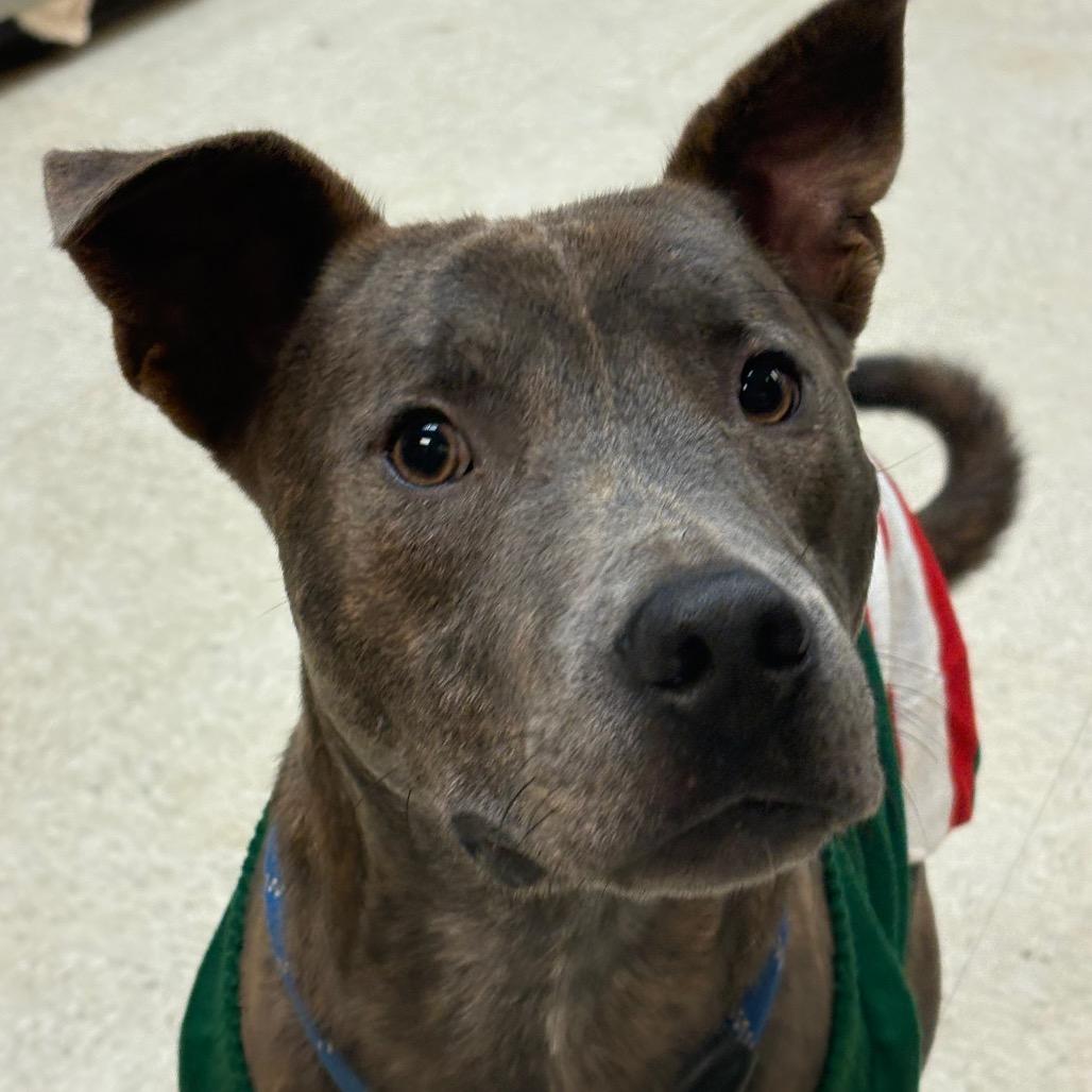 Enlarge Morbius 7975, a Adoptable mixed breed in Columbus, GA image 2/6