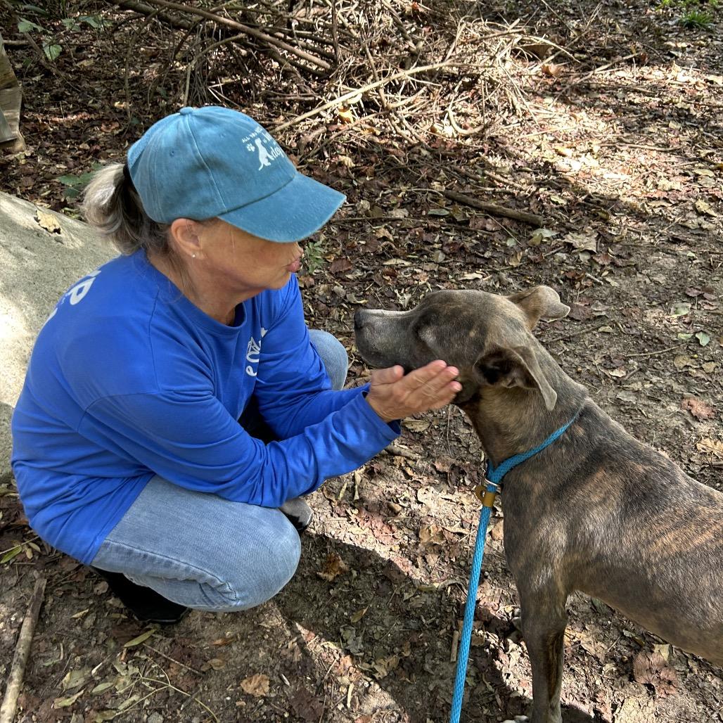 Enlarge Morbius 7975, a Adoptable mixed breed in Columbus, GA image 3/6