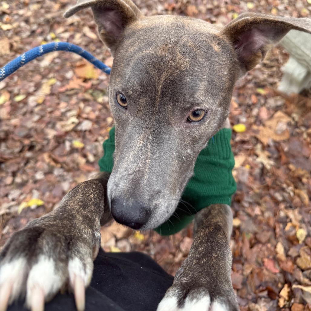 Enlarge Morbius 7975, a Adoptable mixed breed in Columbus, GA image 4/6