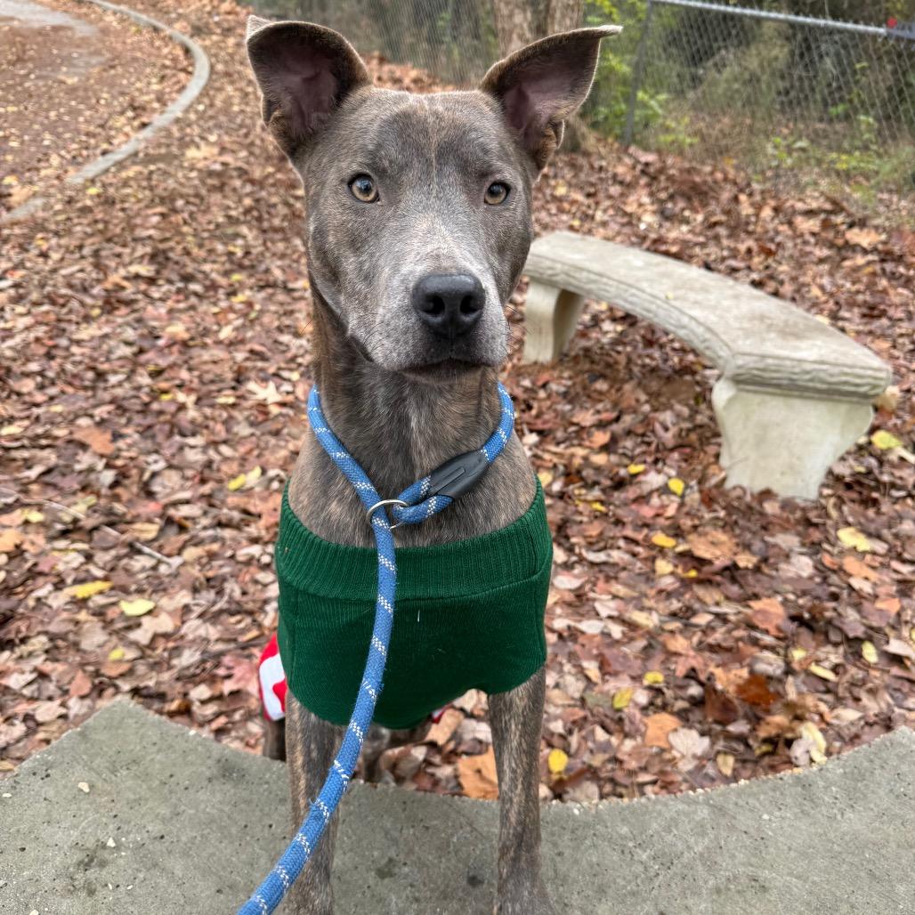 Enlarge Morbius 7975, a Adoptable mixed breed in Columbus, GA image 5/6