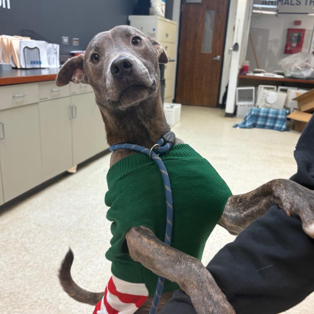 Enlarge Morbius 7975, a Adoptable mixed breed in Columbus, GA image 6/6