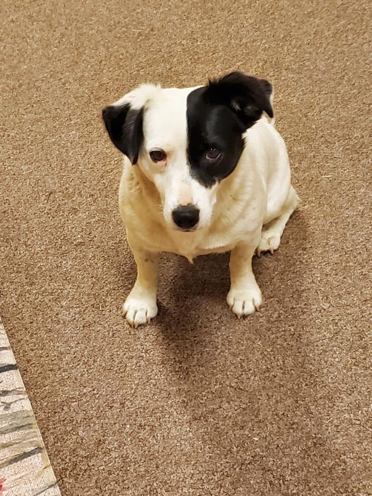 Half-N-Half, ADOPTABLE, Adult Male Terrier & Corgi.