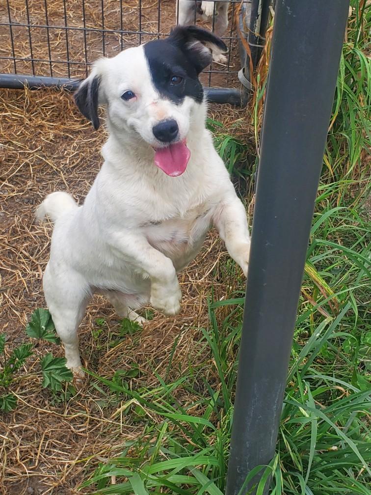 Enlarge Half-N-Half, a ADOPTABLE mixed breed in Eureka, CA image 3/4